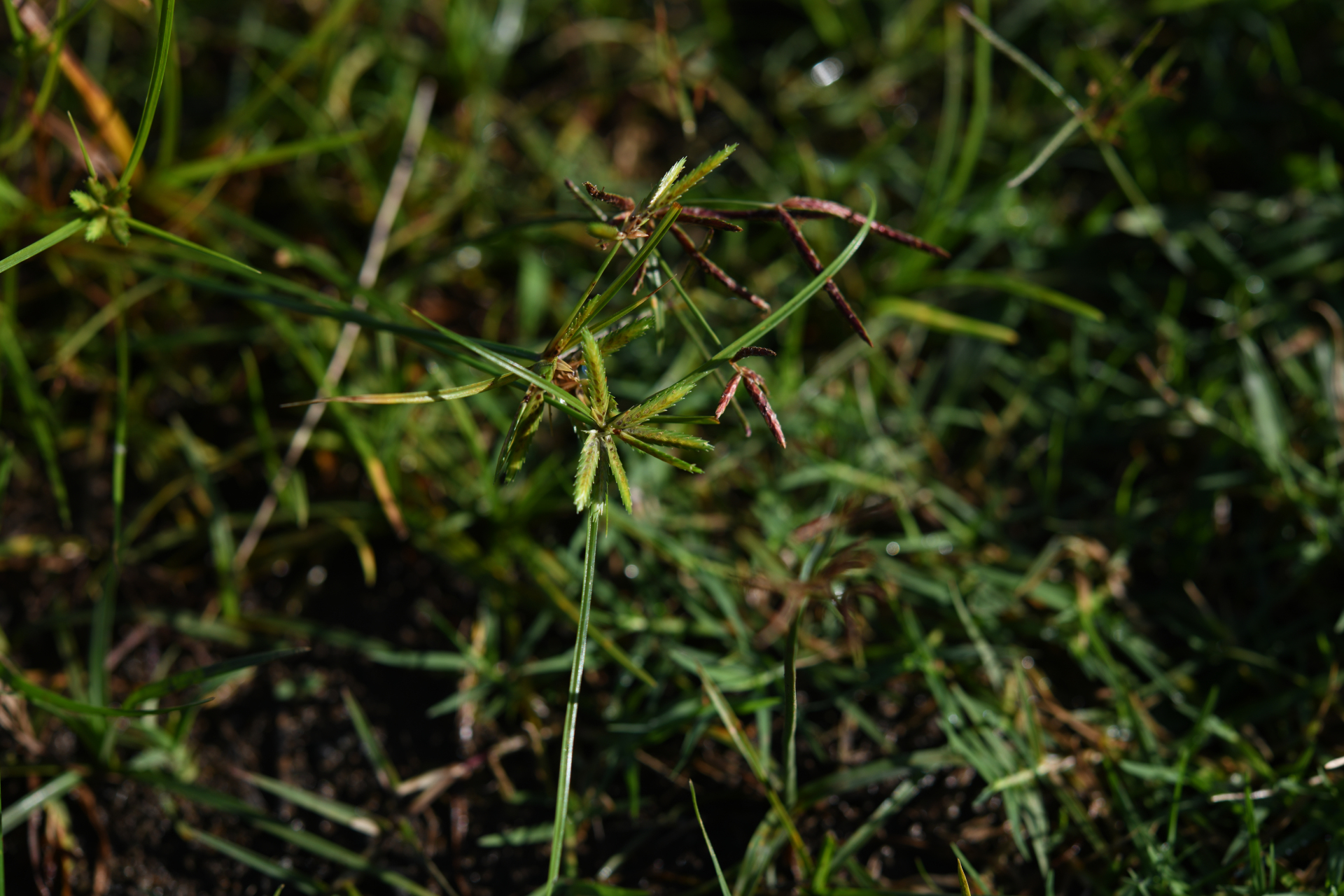Cyperus compressus L. - Photo Bivouac Naturaliste