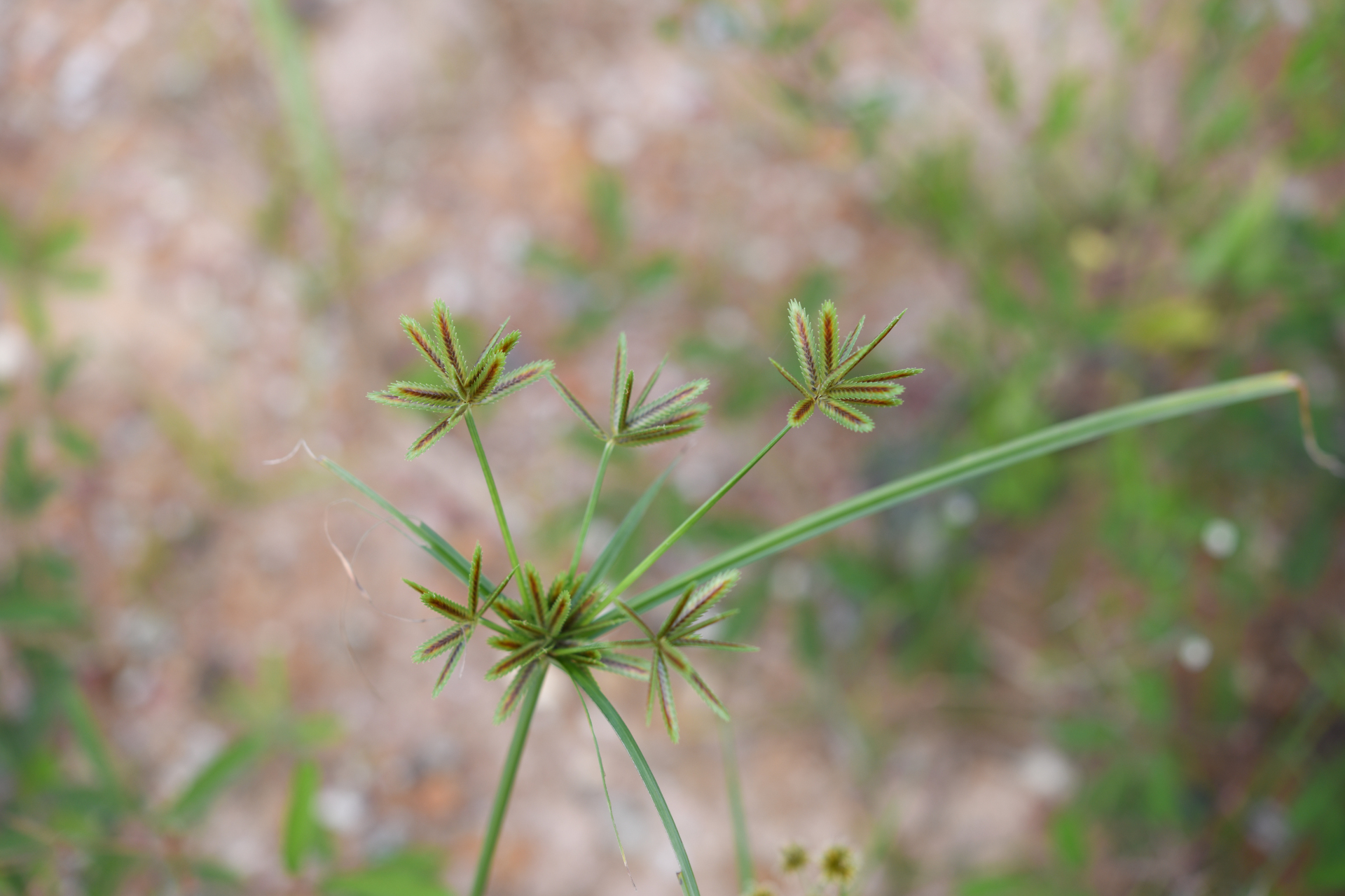 Cyperus compressus L. - Photo Bivouac Naturaliste