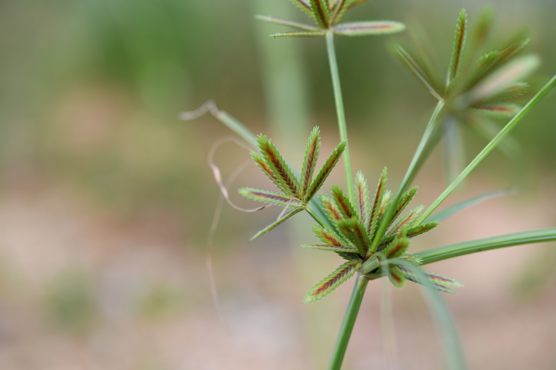 Cyperus compressus L. - Photo Bivouac Naturaliste