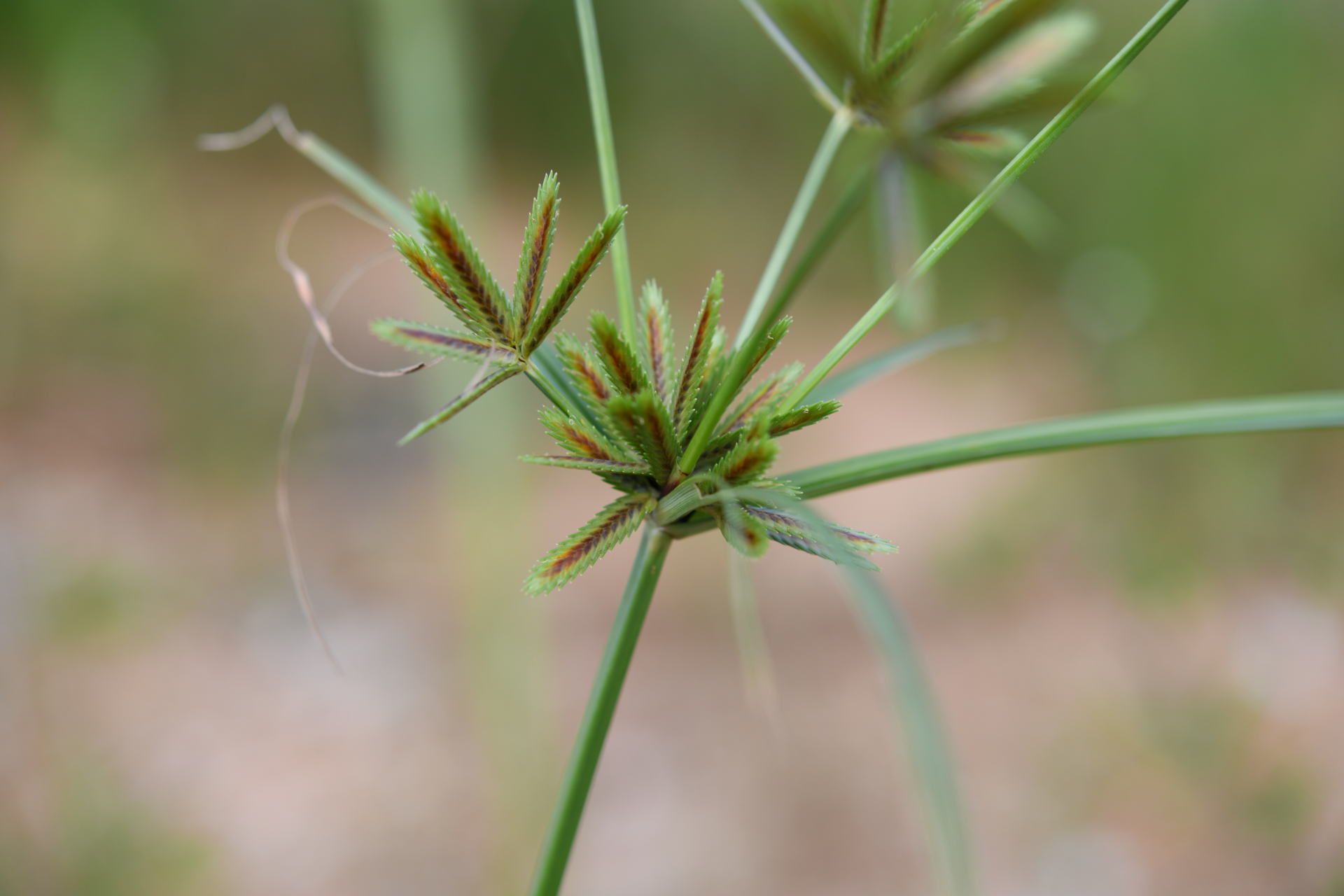 Cyperus compressus L. - Photo Bivouac Naturaliste