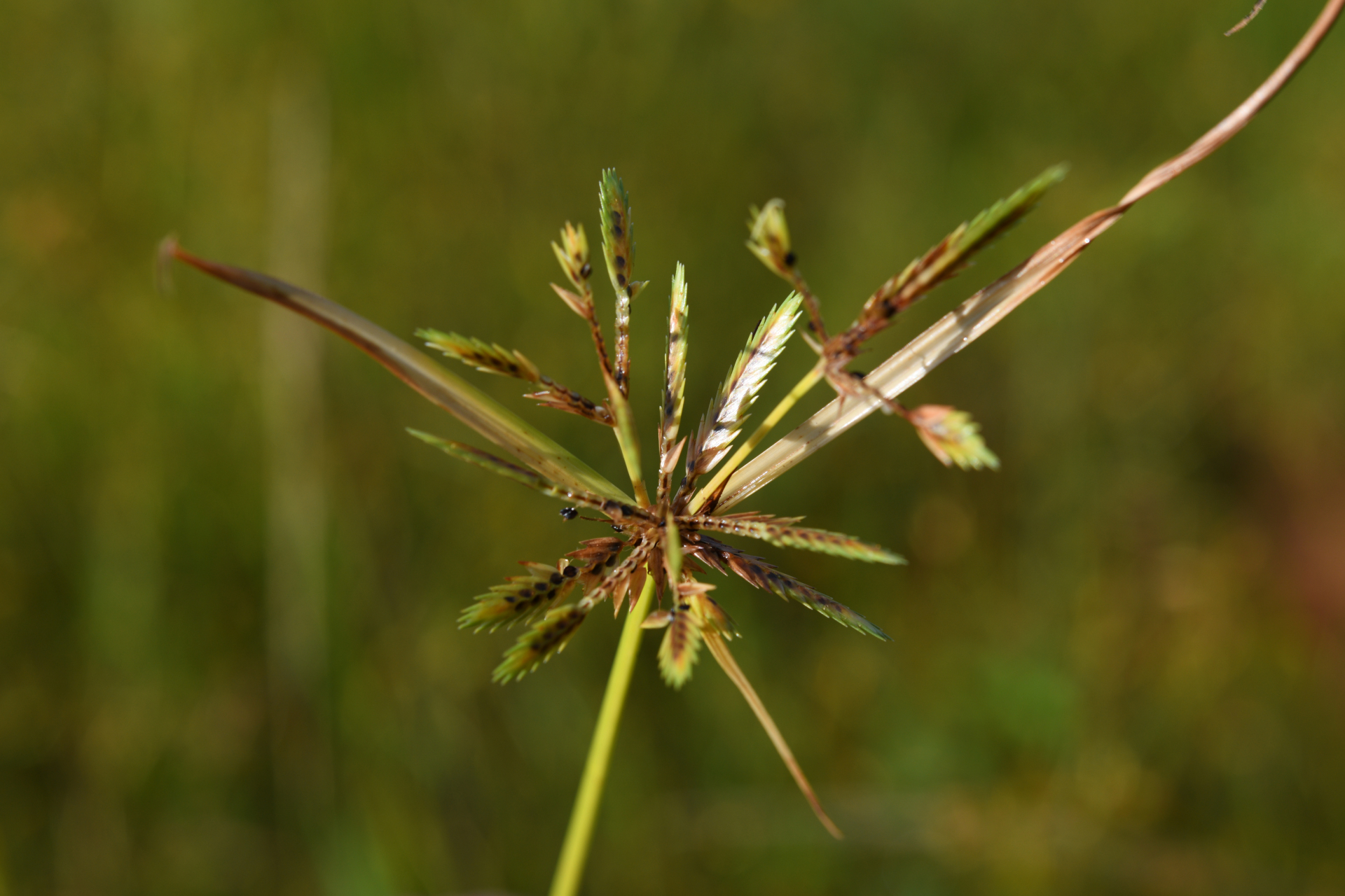 Cyperus compressus L. - Photo Bivouac Naturaliste