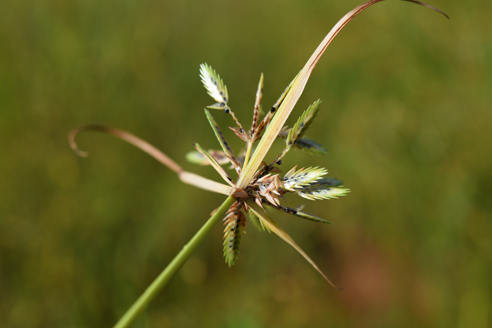 Cyperus compressus L. - Photo Bivouac Naturaliste