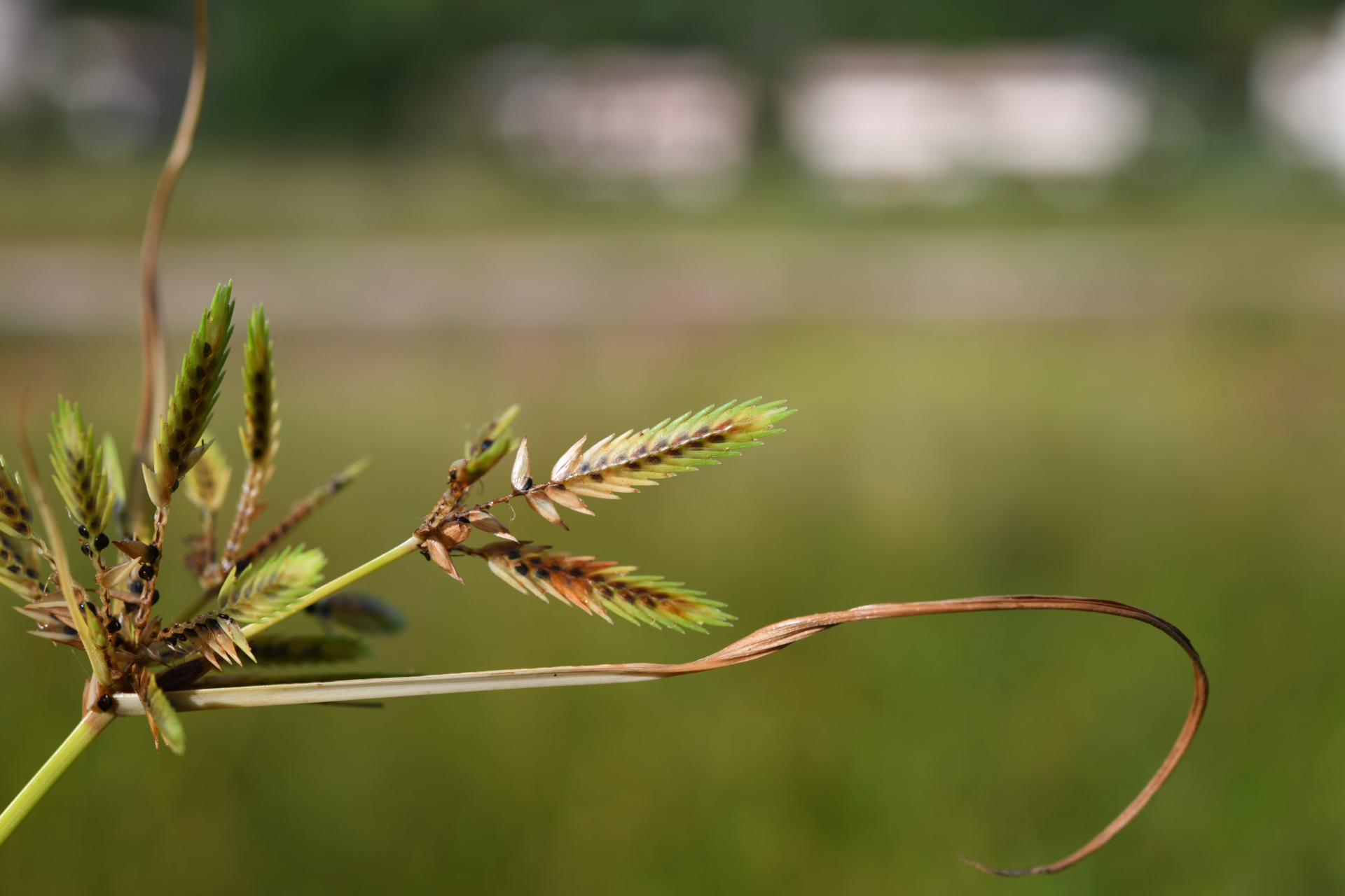Cyperus compressus L. - Photo Bivouac Naturaliste