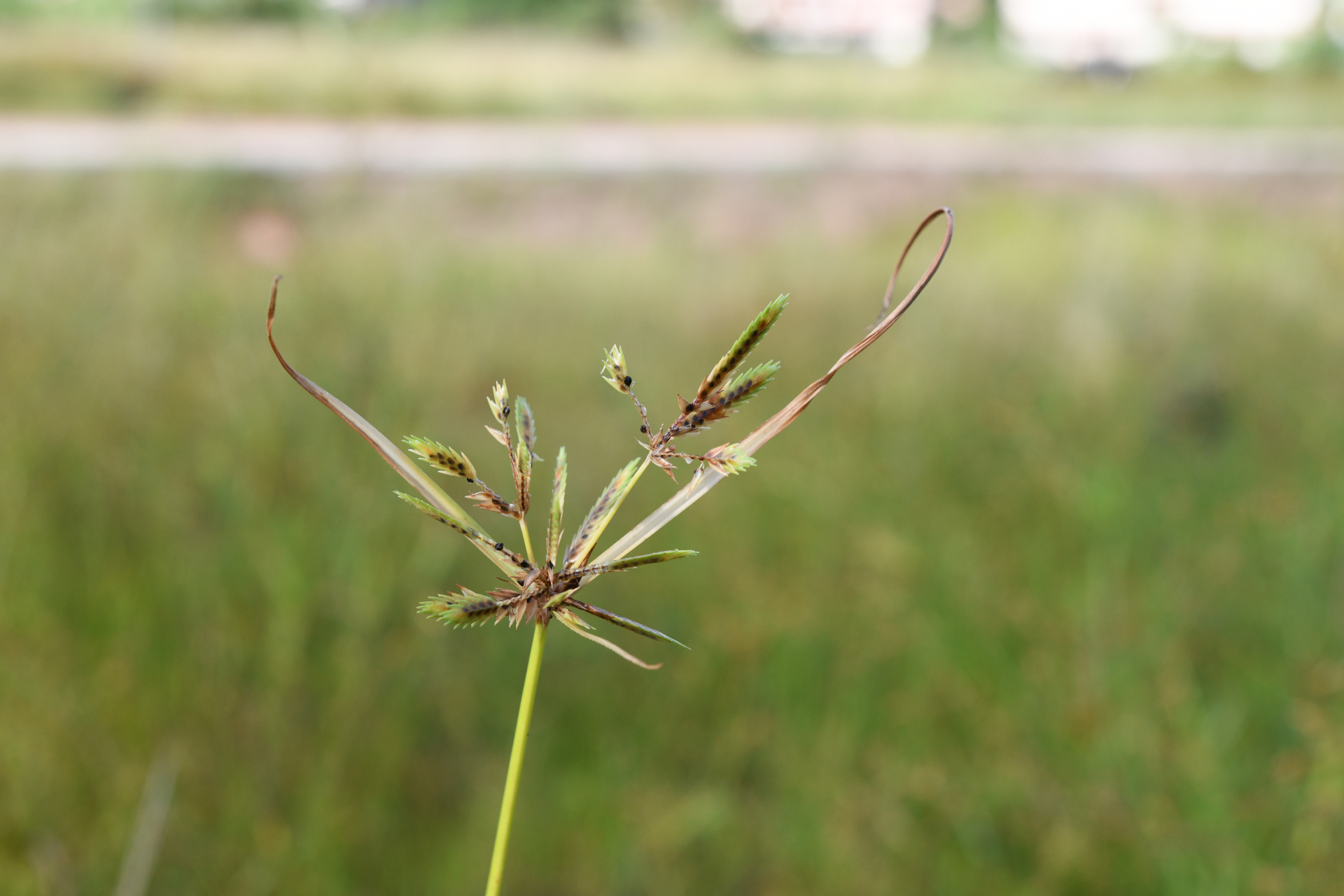 Cyperus compressus L. - Photo Bivouac Naturaliste