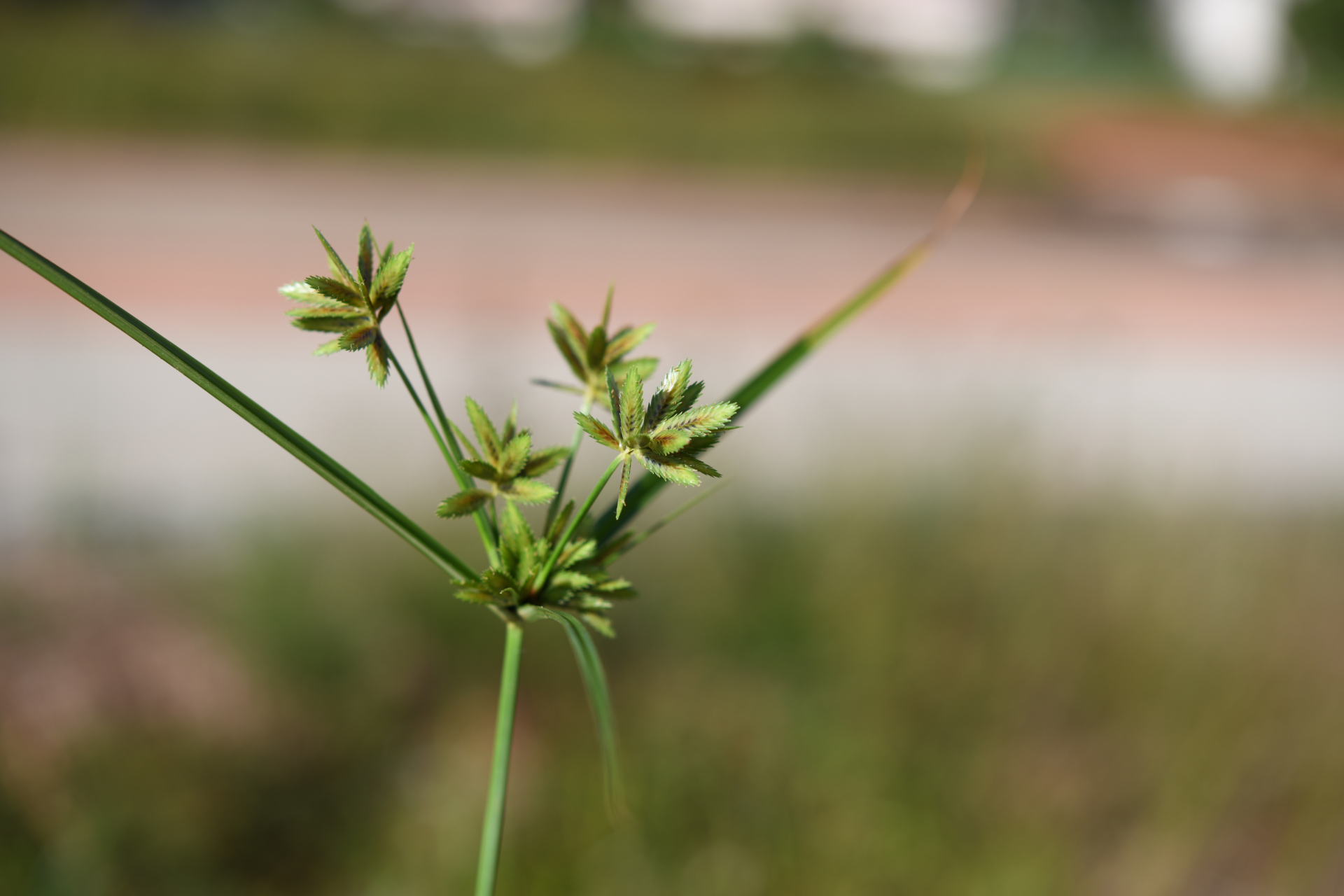 Cyperus compressus L. - Photo Bivouac Naturaliste