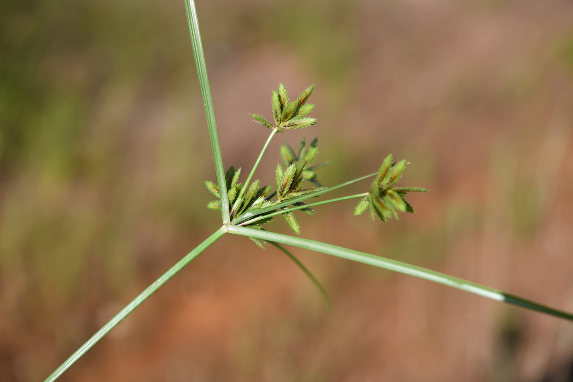 Cyperus compressus L. - Photo Bivouac Naturaliste