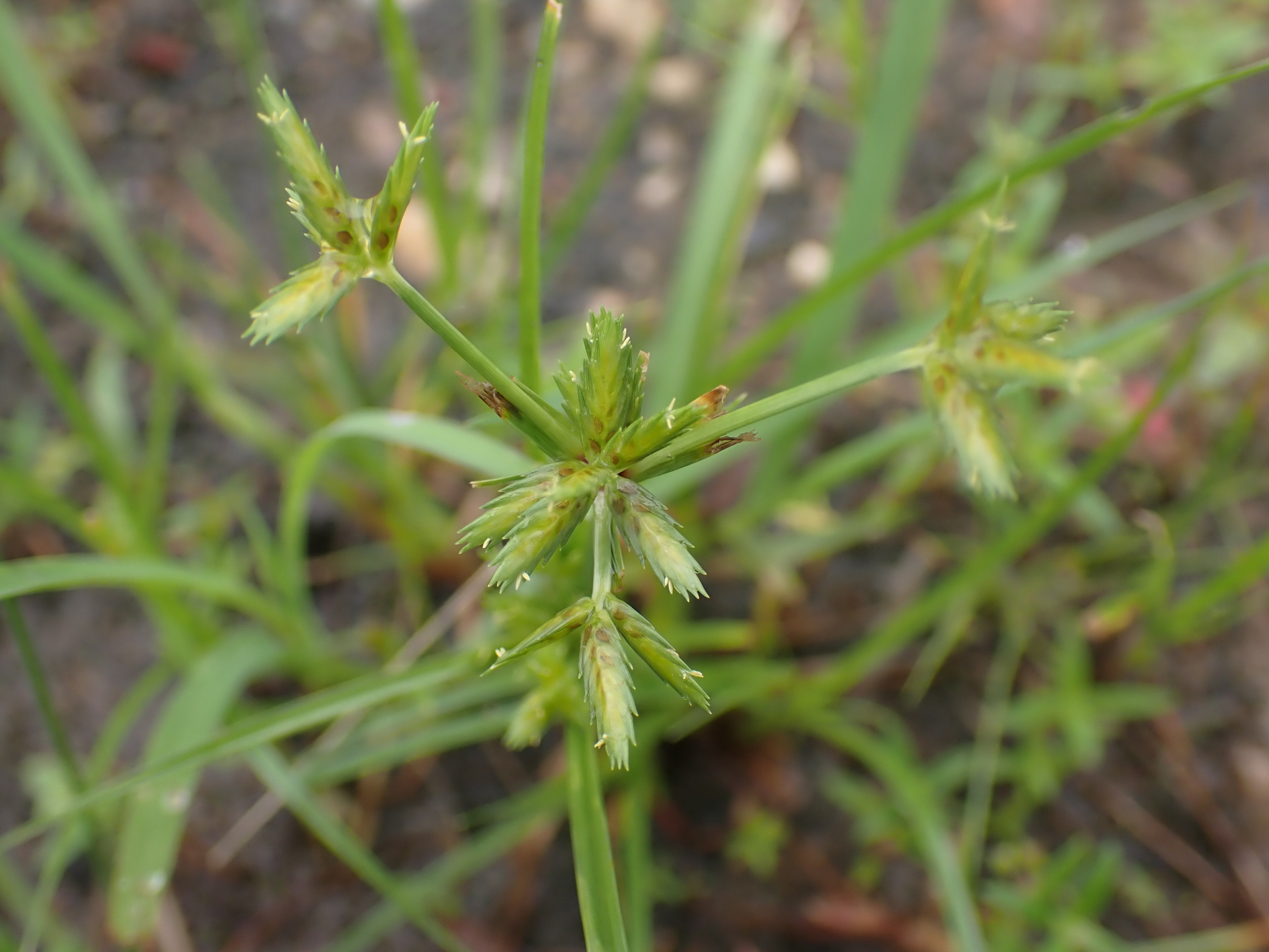 Cyperus compressus L. - Photo Bivouac Naturaliste