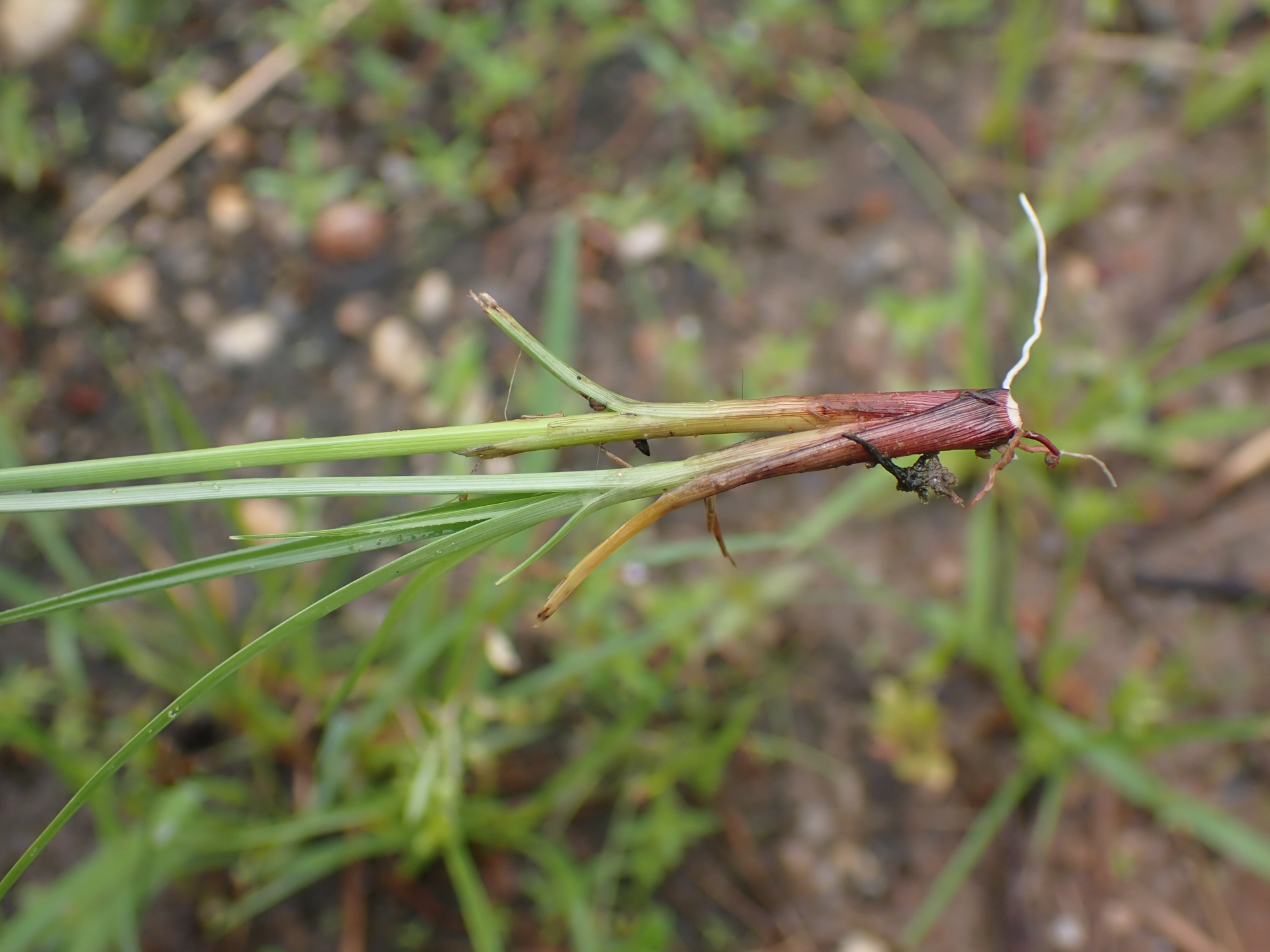 Cyperus compressus L. - Photo Bivouac Naturaliste