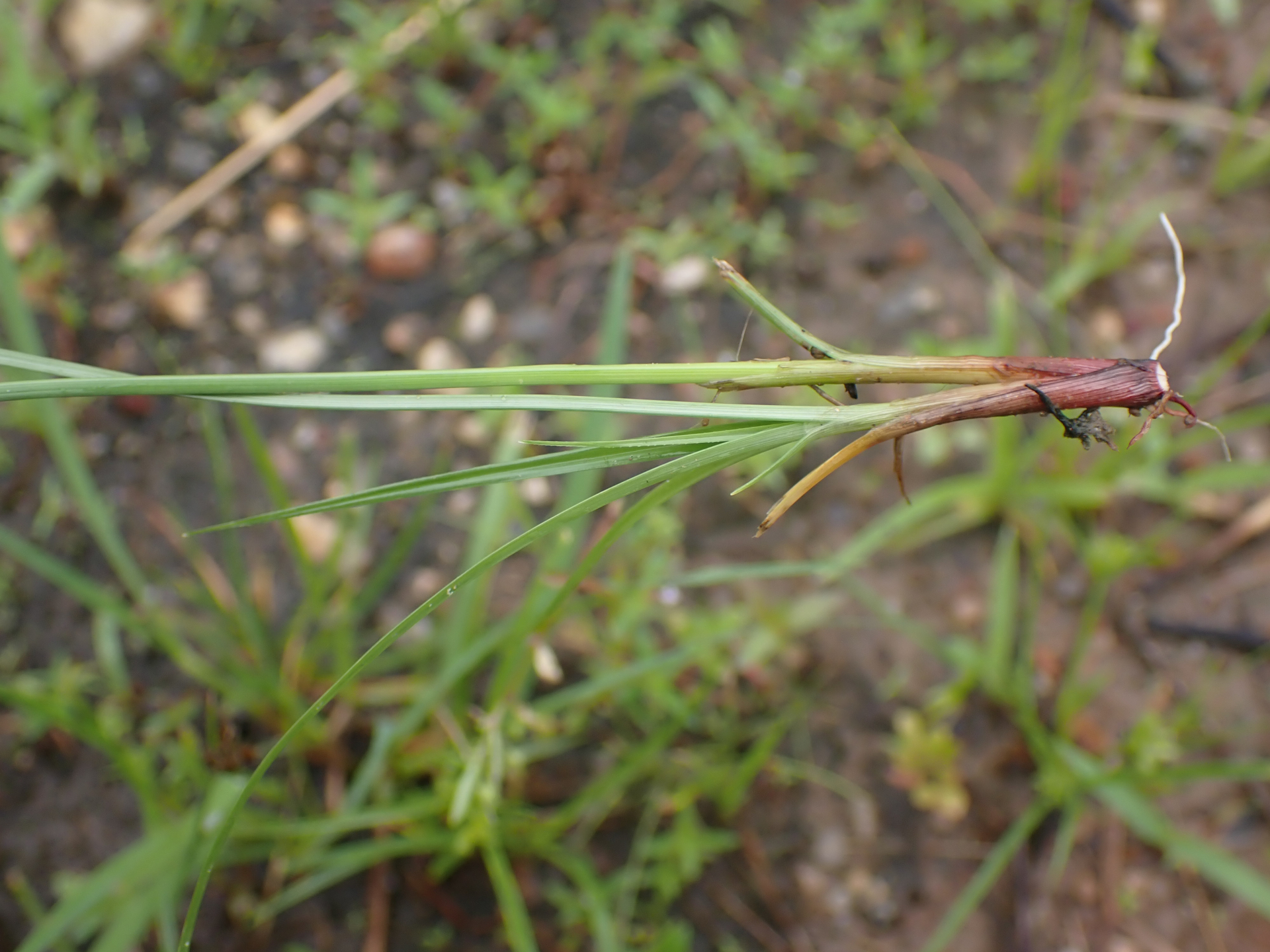 Cyperus compressus L. - Photo Bivouac Naturaliste