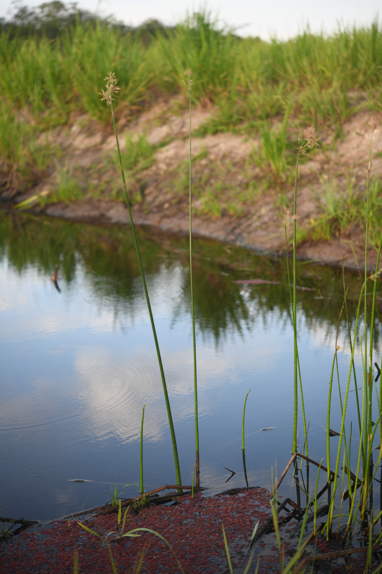 Cyperus articulatus L. - Photo Bivouac Naturaliste
