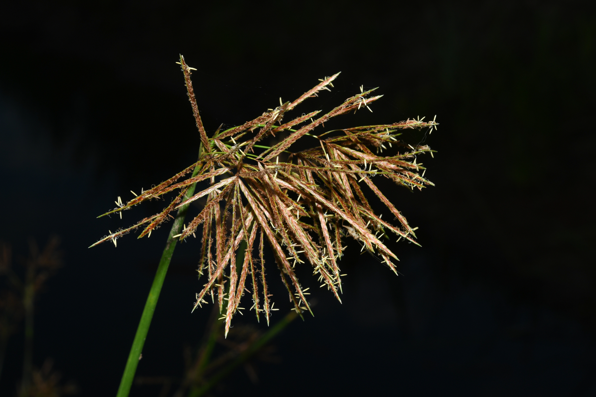 Cyperus articulatus L. - Photo Bivouac Naturaliste