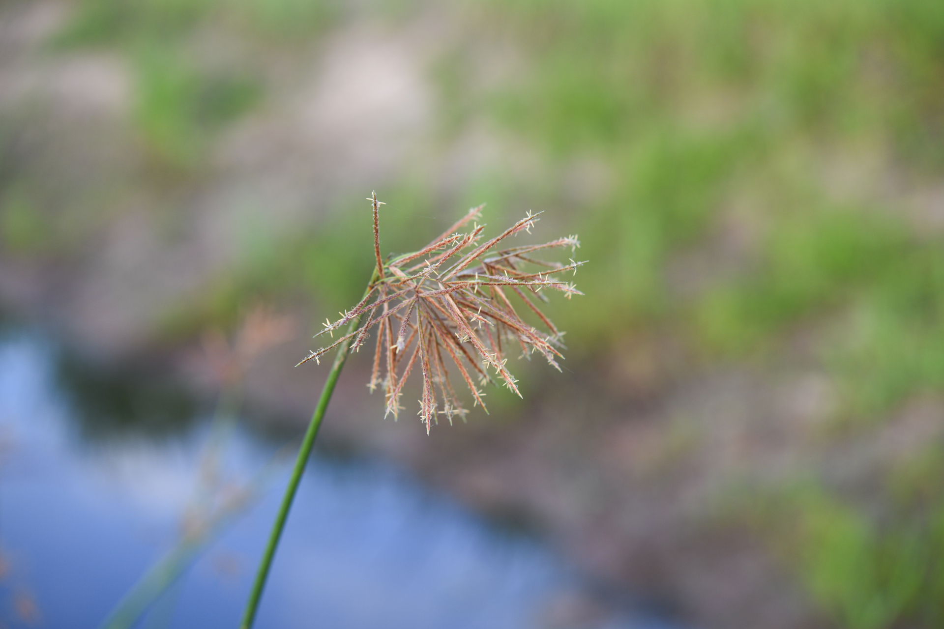 Cyperus articulatus L. - Photo Bivouac Naturaliste