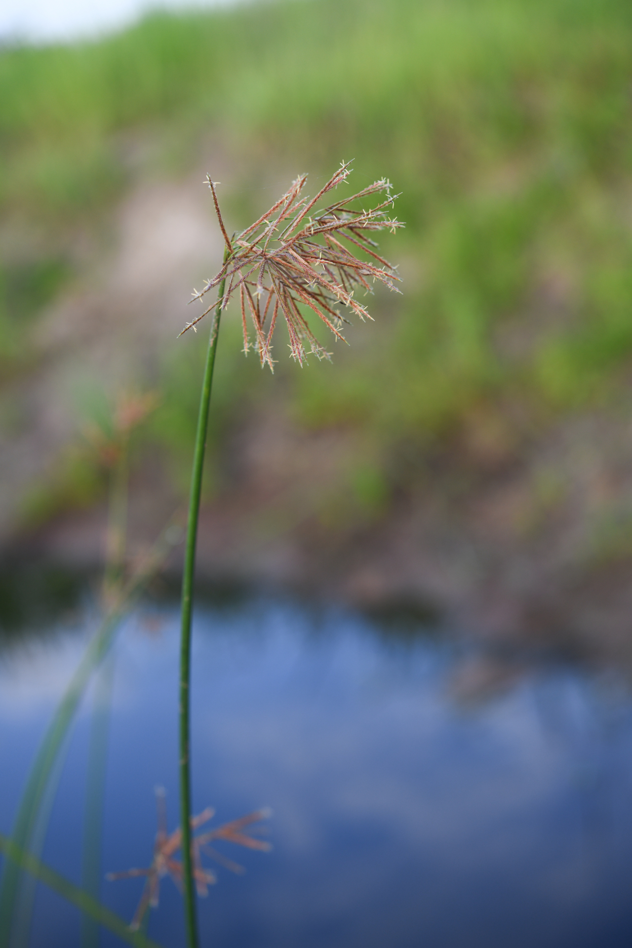 Cyperus articulatus L. - Photo Bivouac Naturaliste
