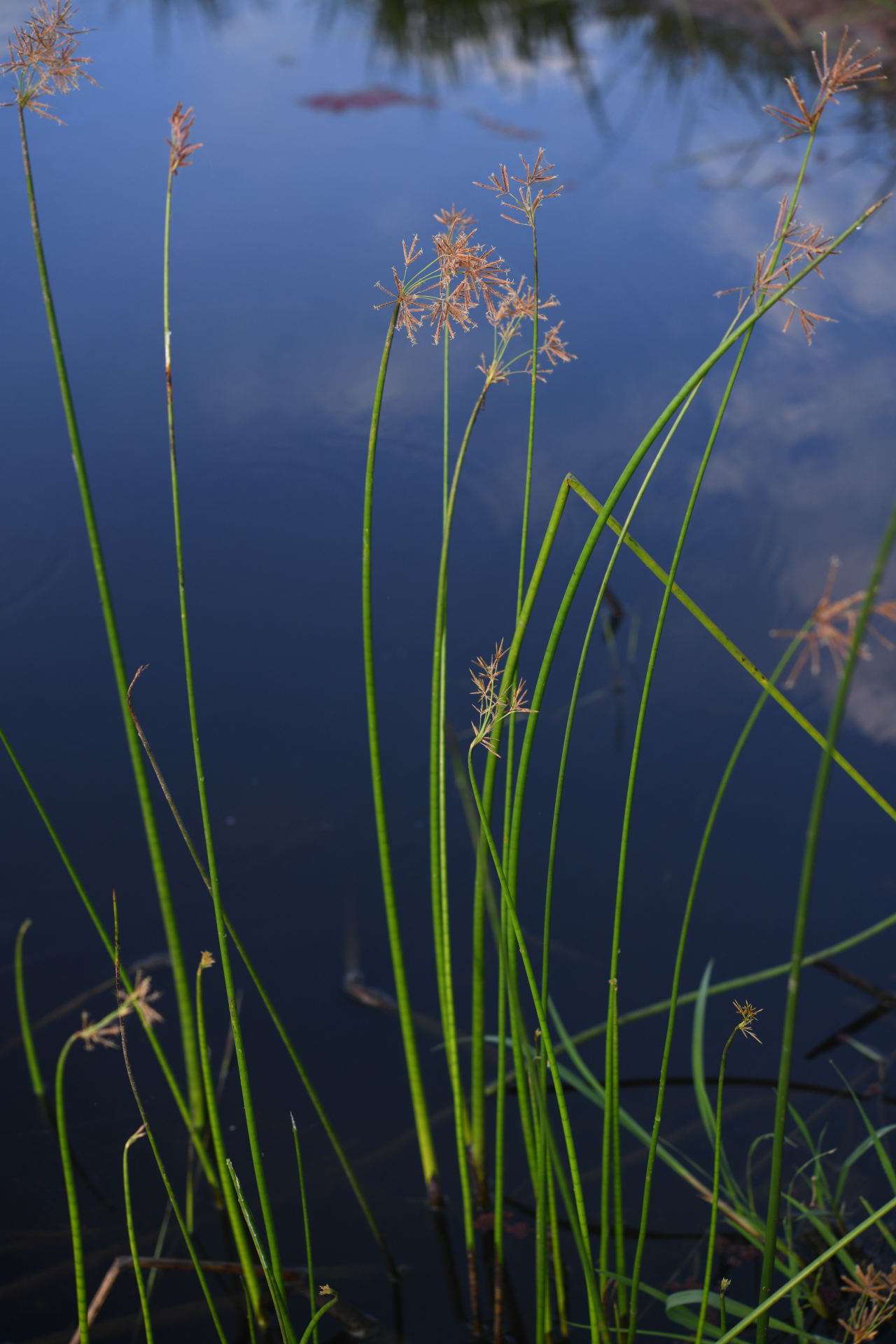 Cyperus articulatus L. - Photo Bivouac Naturaliste