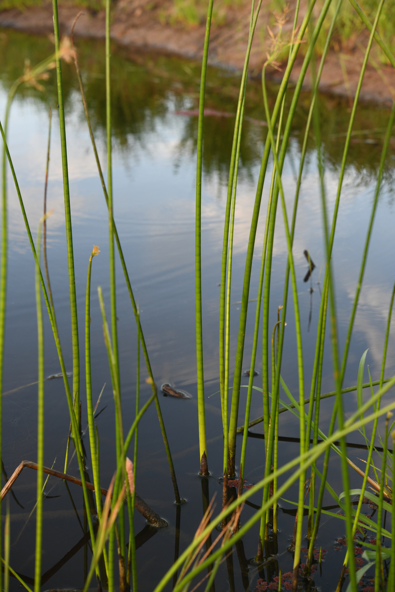 Cyperus articulatus L. - Photo Bivouac Naturaliste