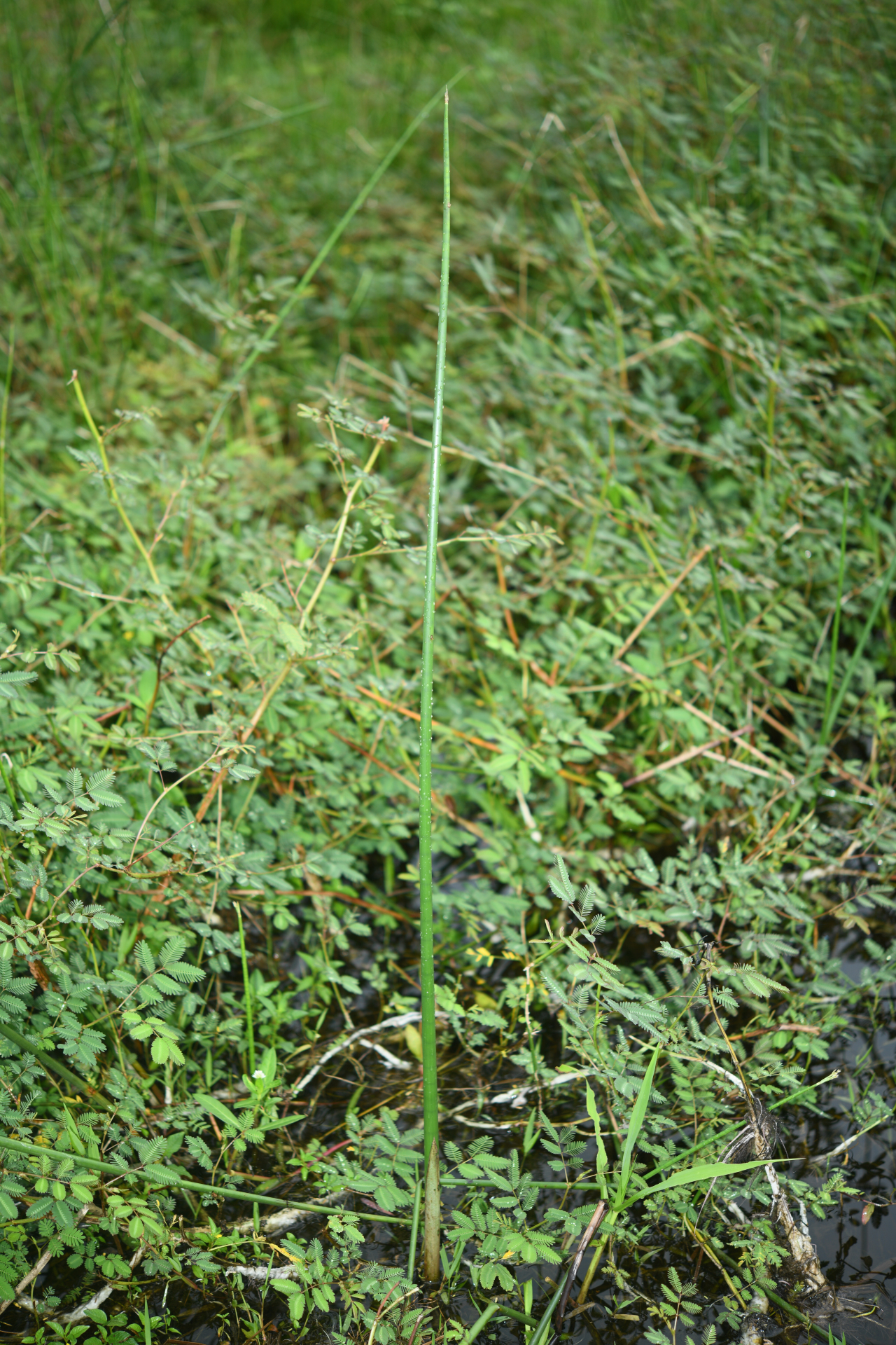 Cyperus articulatus L. - Photo Bivouac Naturaliste