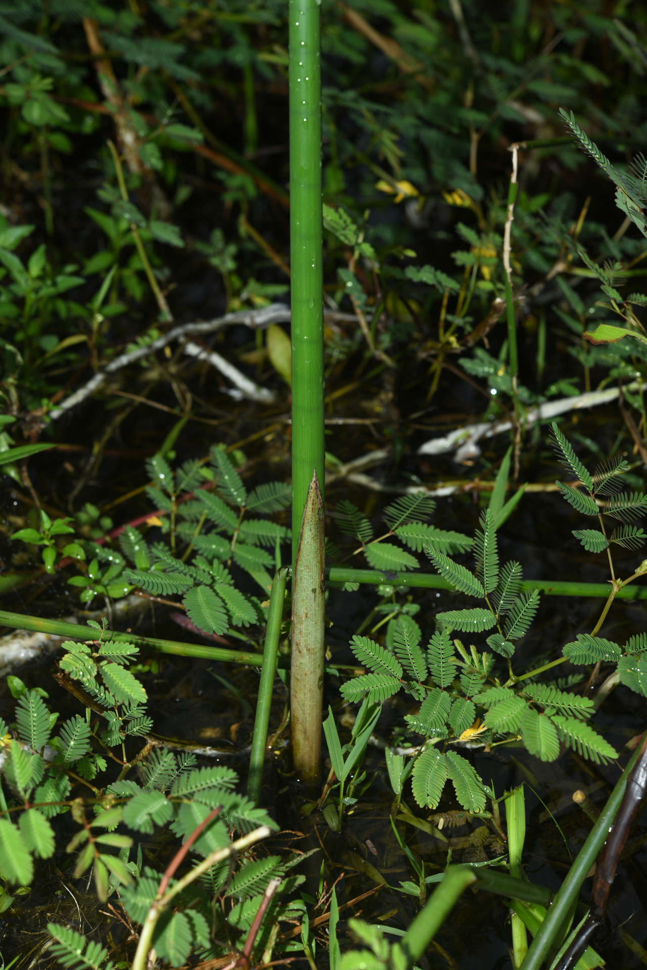 Cyperus articulatus L. - Photo Bivouac Naturaliste