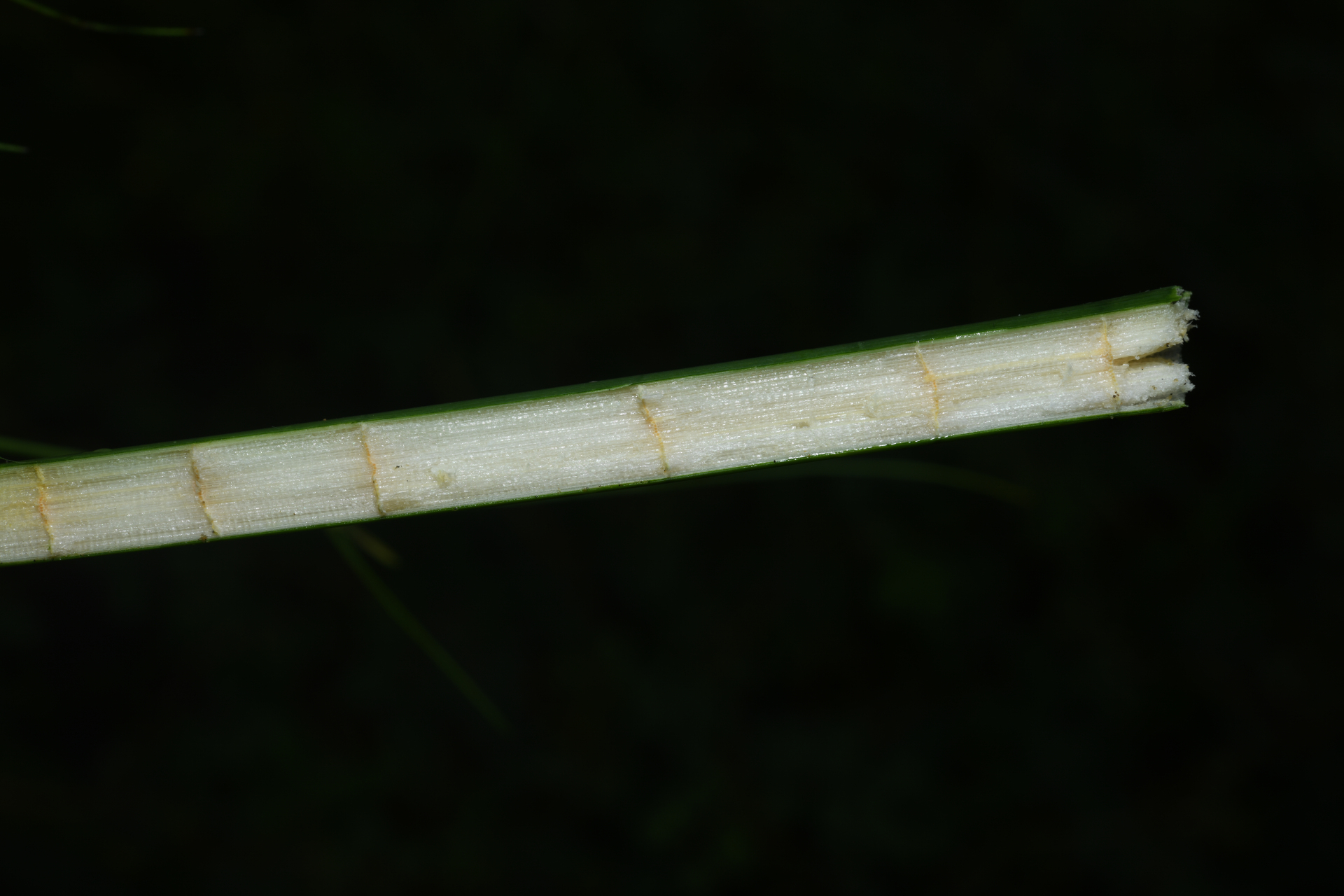 Cyperus articulatus L. - Photo Bivouac Naturaliste
