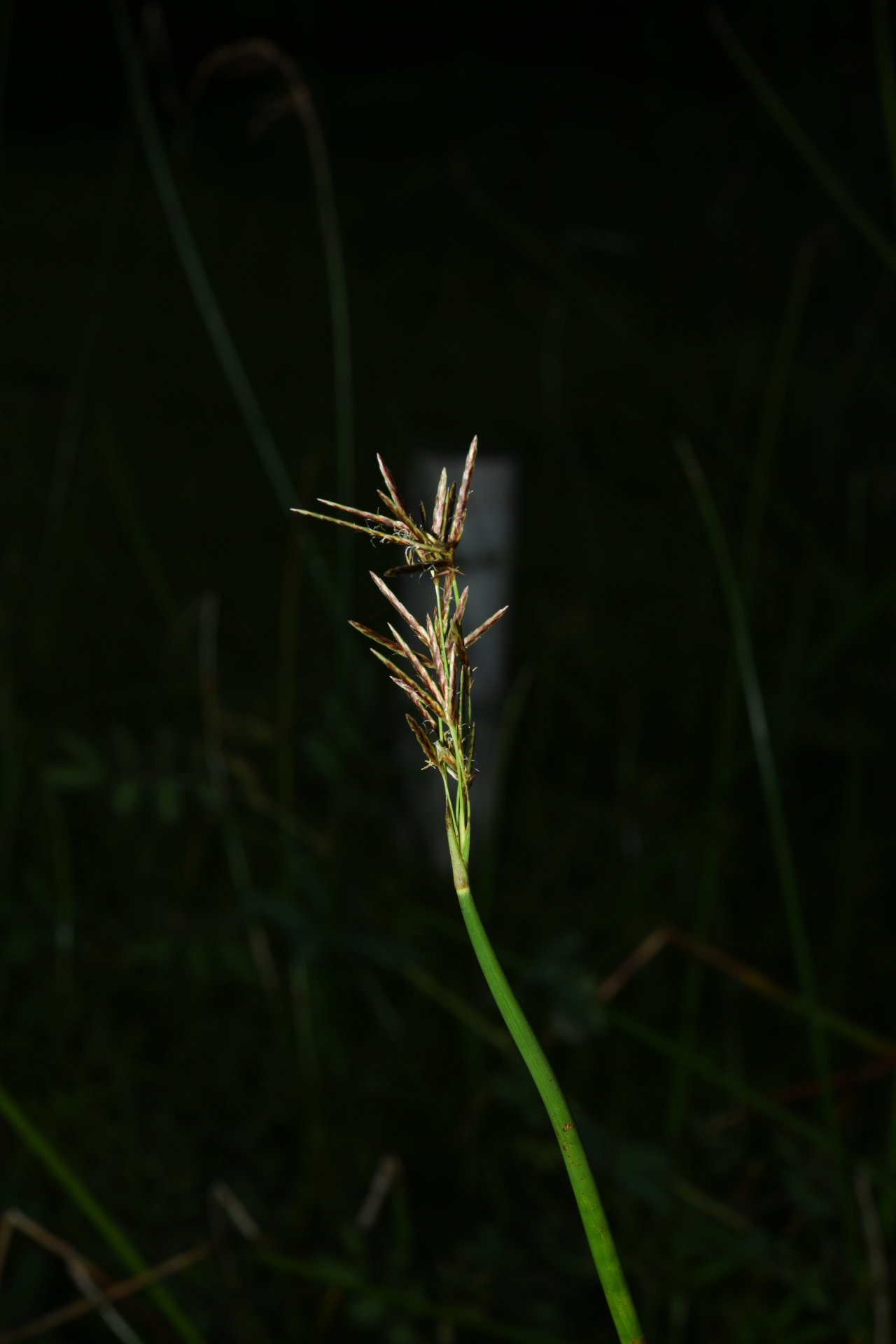Cyperus articulatus L. - Photo Bivouac Naturaliste