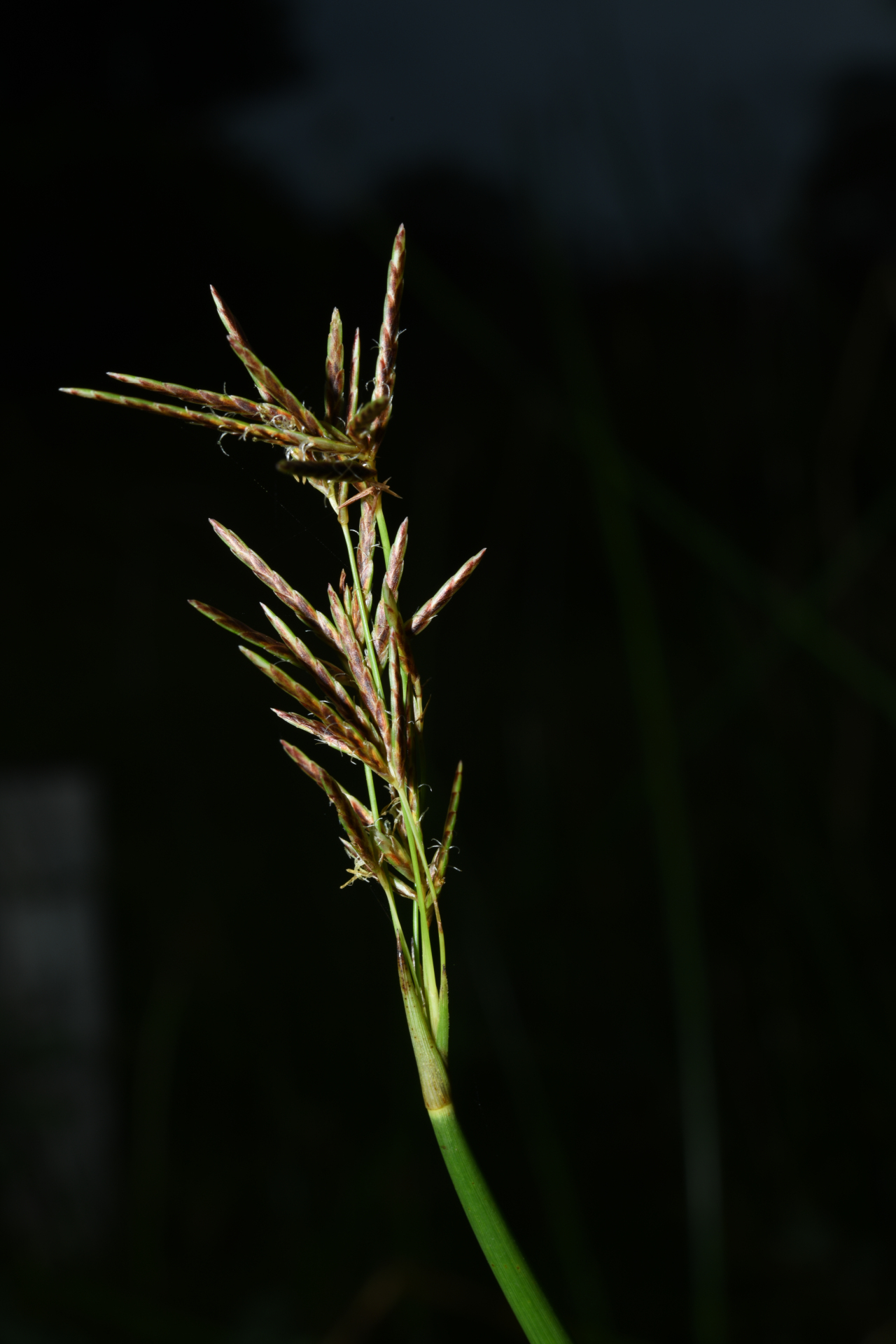 Cyperus articulatus L. - Photo Bivouac Naturaliste