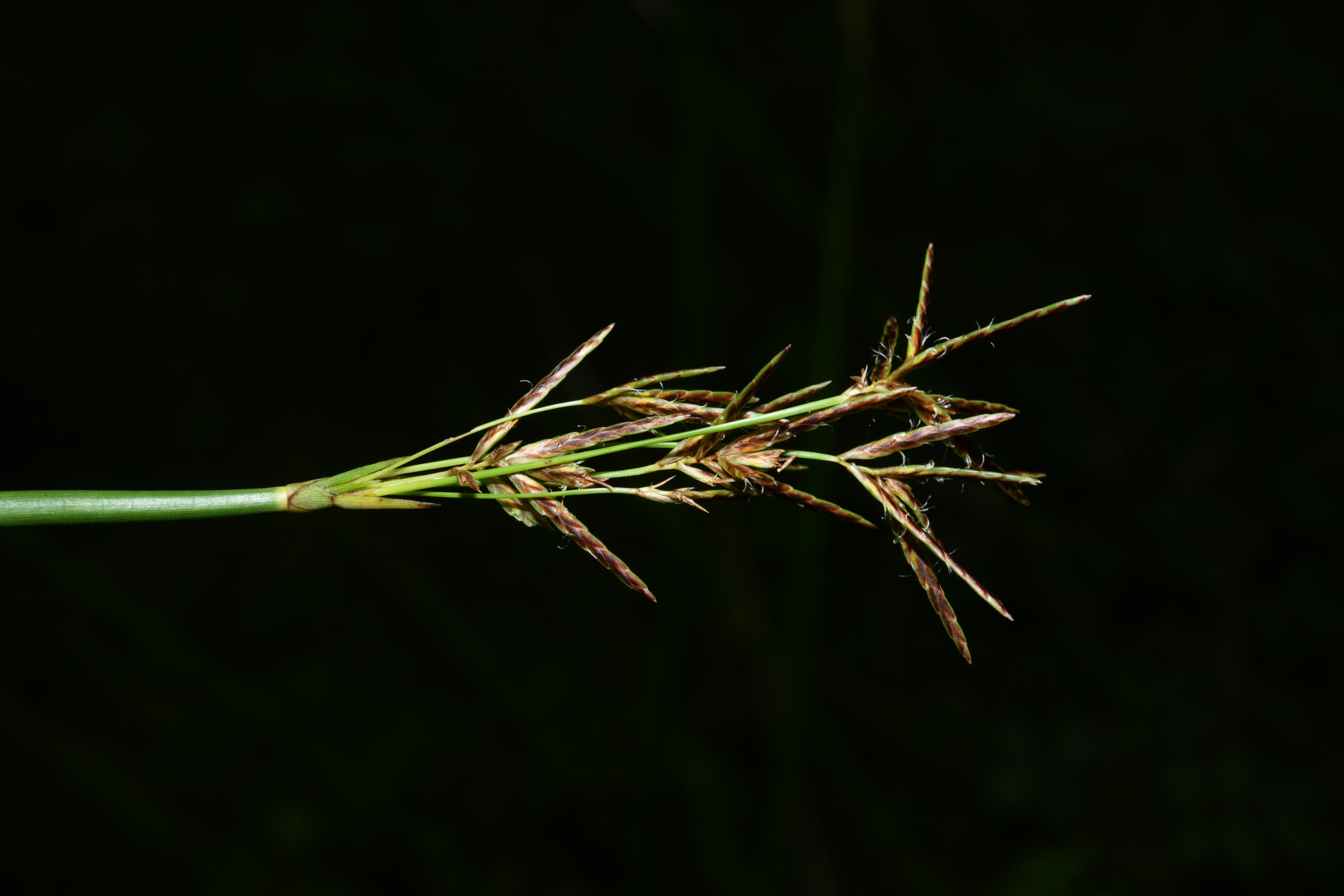 Cyperus articulatus L. - Photo Bivouac Naturaliste