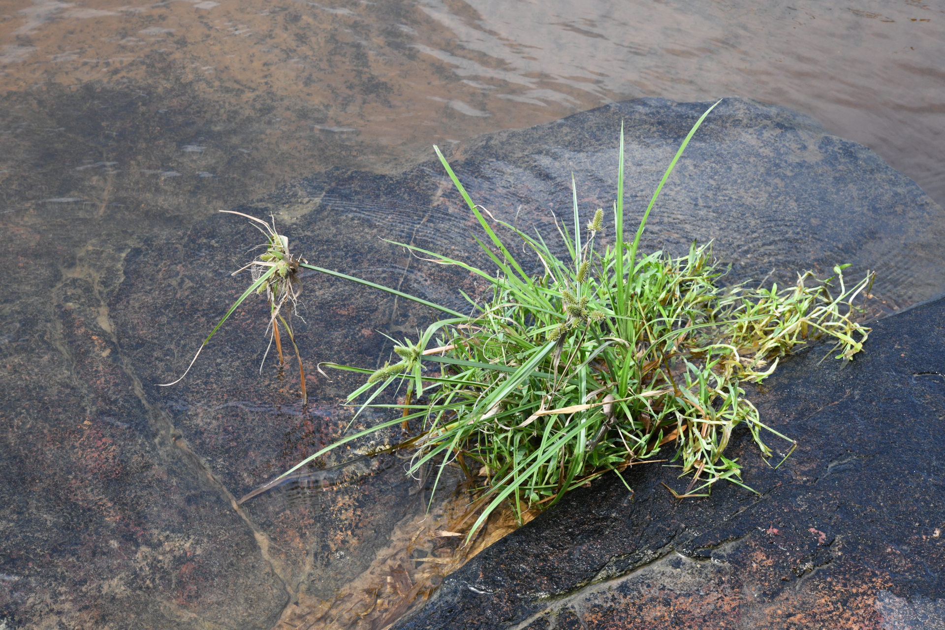 Cyperus aggregatus (Willd.) Endl. - Photo Bivouac Naturaliste