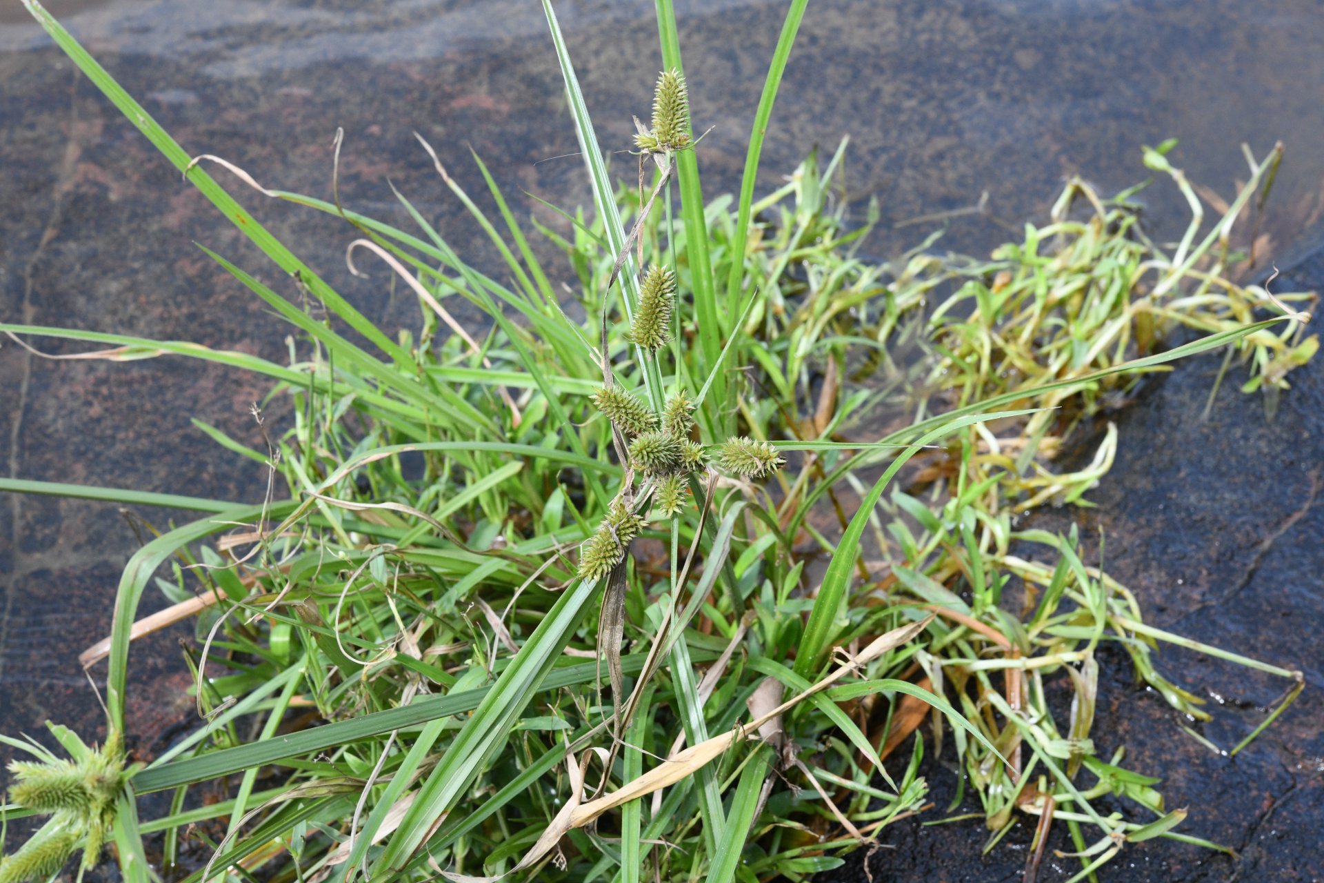 Cyperus aggregatus (Willd.) Endl. - Photo Bivouac Naturaliste