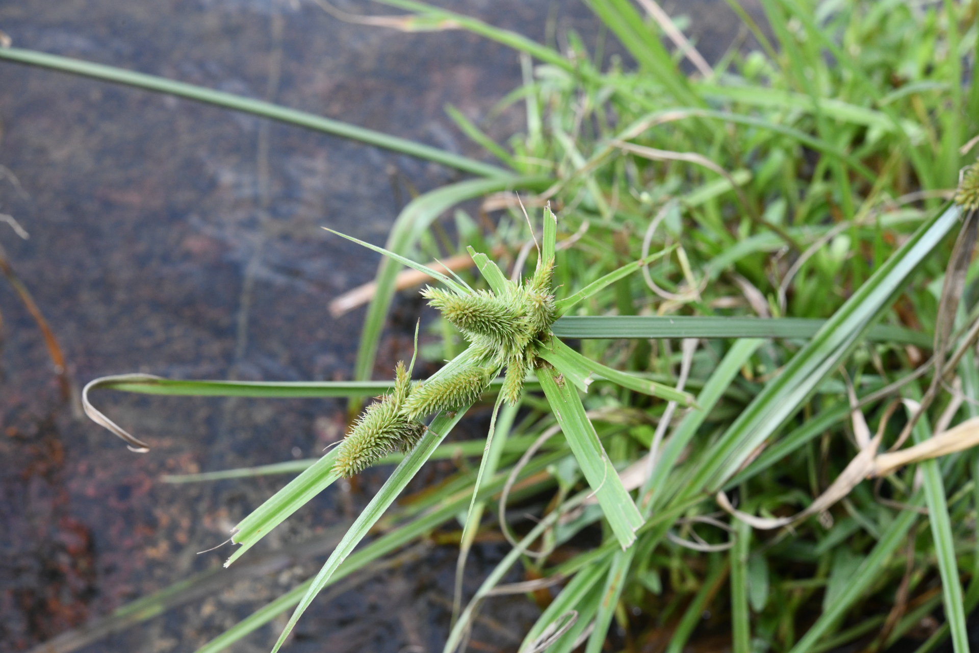 Cyperus aggregatus (Willd.) Endl. - Photo Bivouac Naturaliste