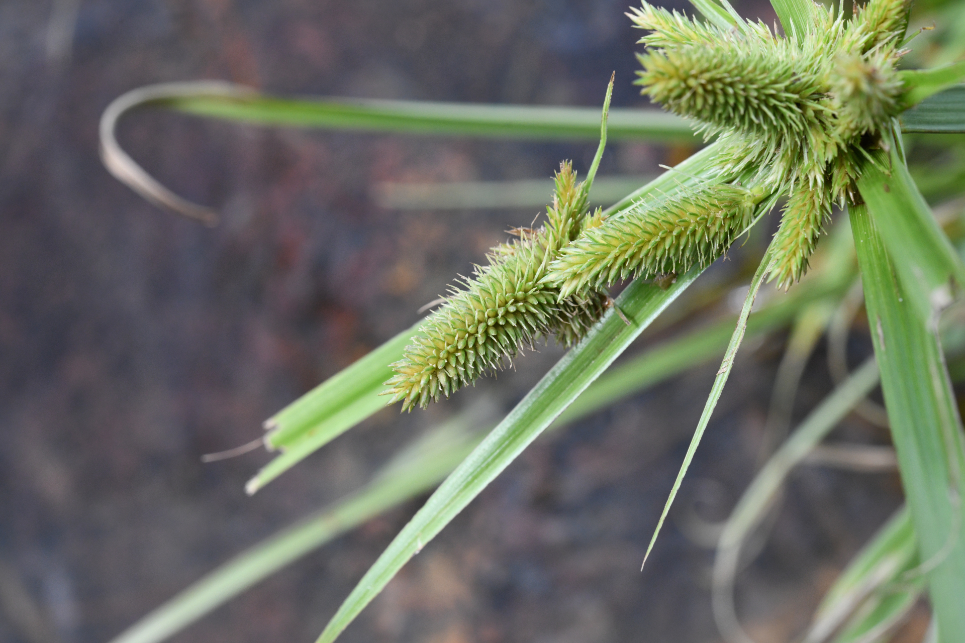 Cyperus aggregatus (Willd.) Endl. - Photo Bivouac Naturaliste