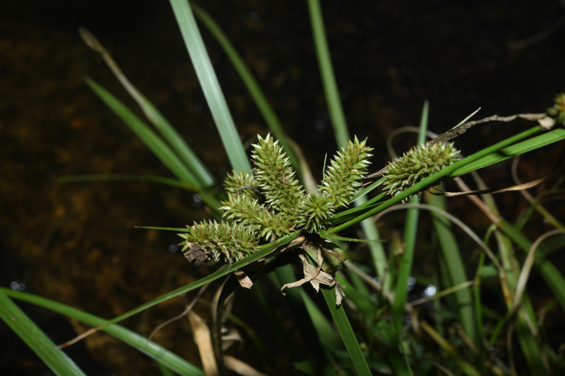 Cyperus aggregatus (Willd.) Endl. - Photo Bivouac Naturaliste