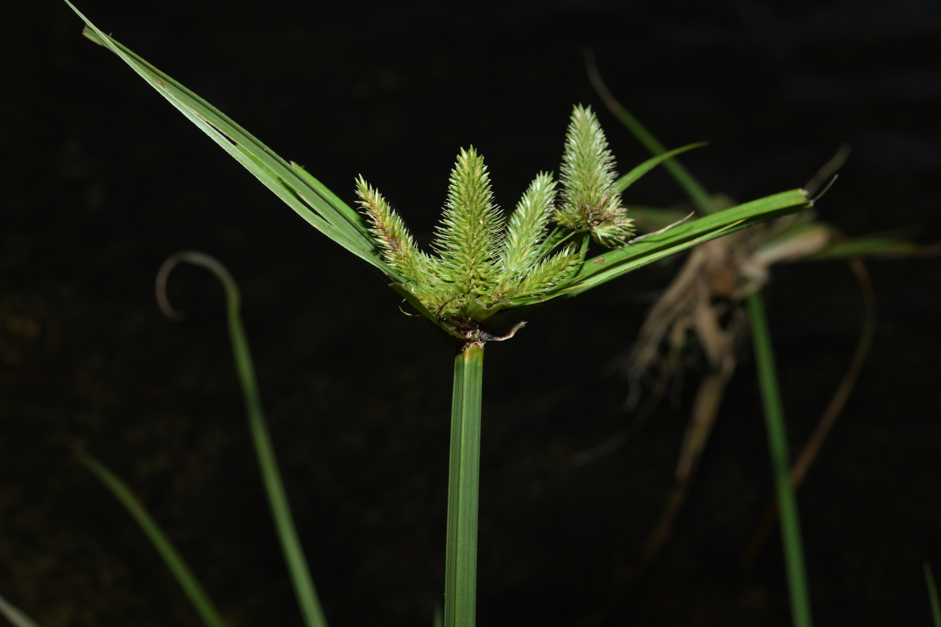 Cyperus aggregatus (Willd.) Endl. - Photo Bivouac Naturaliste
