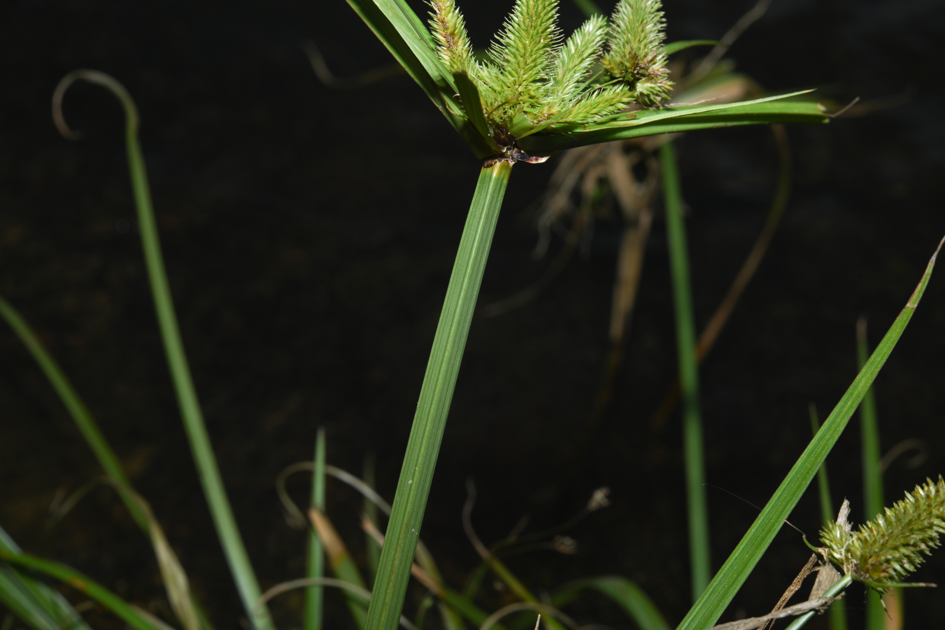 Cyperus aggregatus (Willd.) Endl. - Photo Bivouac Naturaliste
