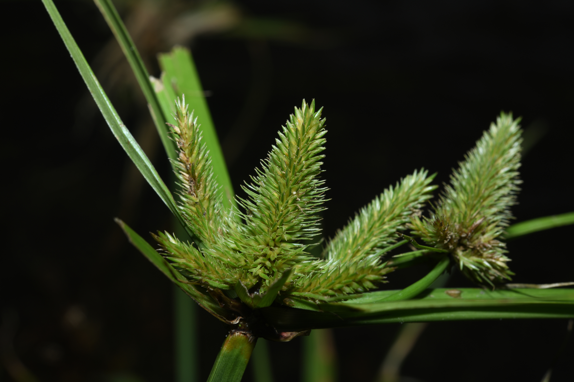 Cyperus aggregatus (Willd.) Endl. - Photo Bivouac Naturaliste