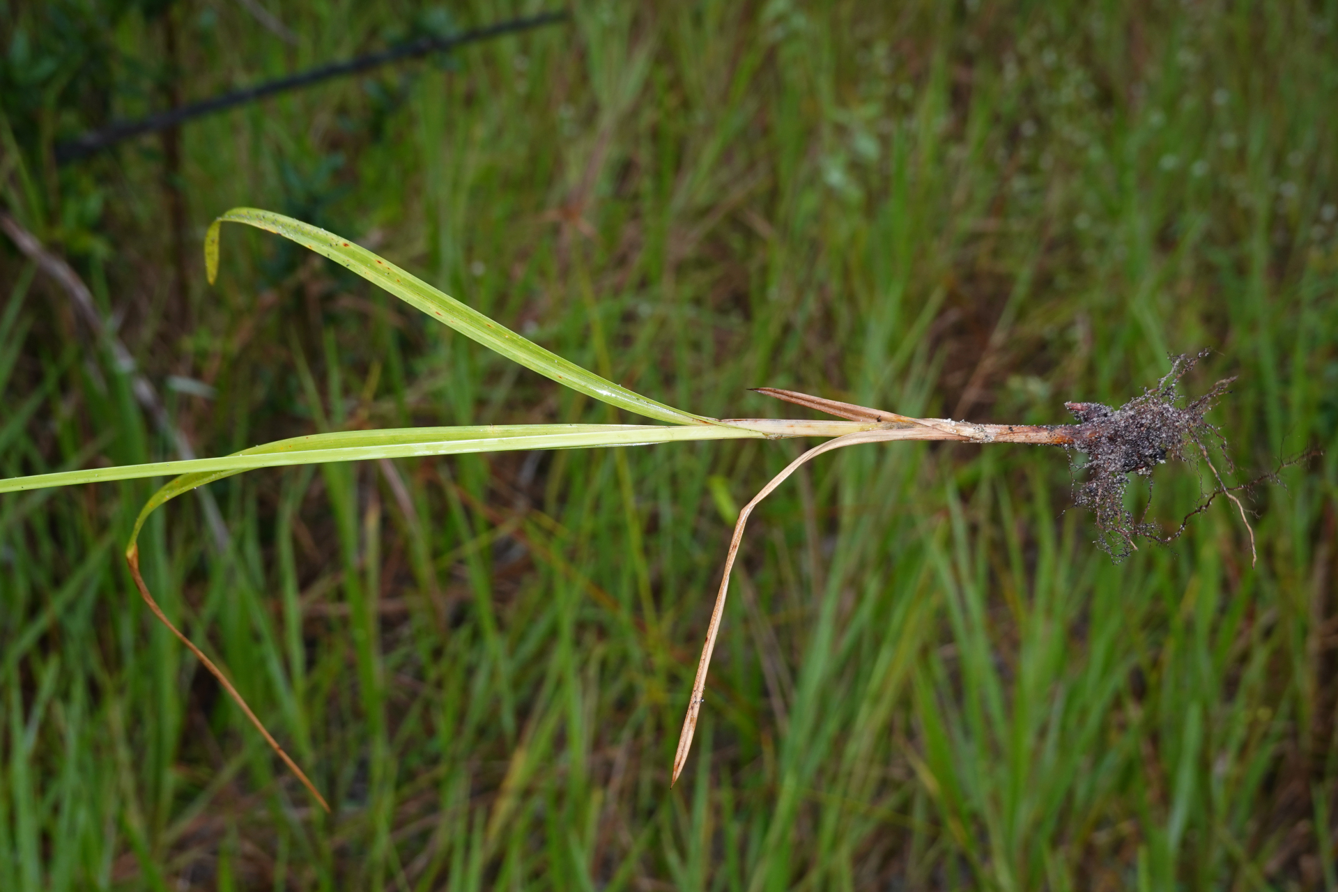 Cyperus aggregatus (Willd.) Endl. - Photo Bivouac Naturaliste