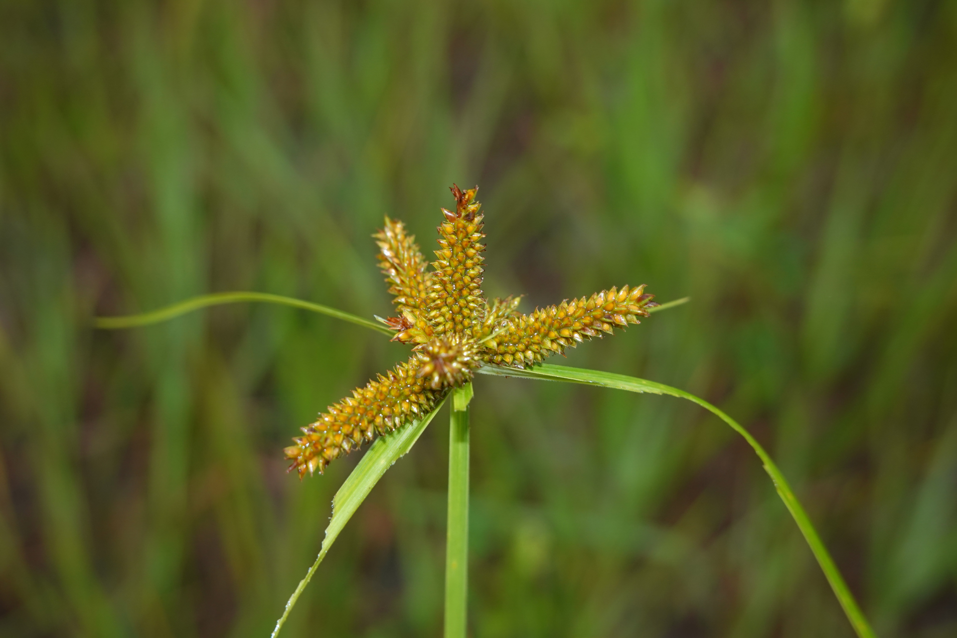 Cyperus aggregatus (Willd.) Endl. - Photo Bivouac Naturaliste