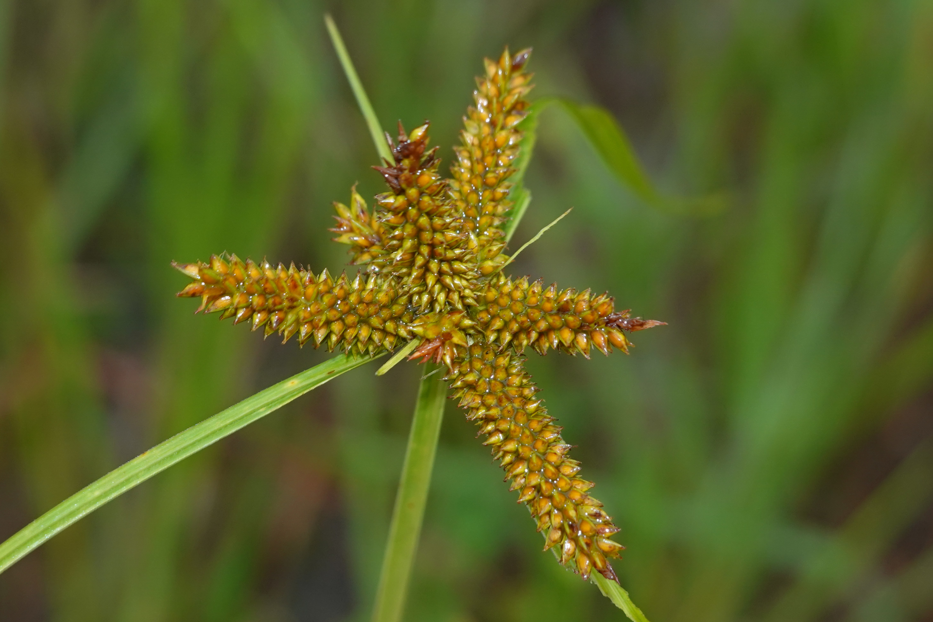 Cyperus aggregatus (Willd.) Endl. - Photo Bivouac Naturaliste