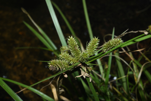 Cyperus aggregatus (Willd.) Endl.