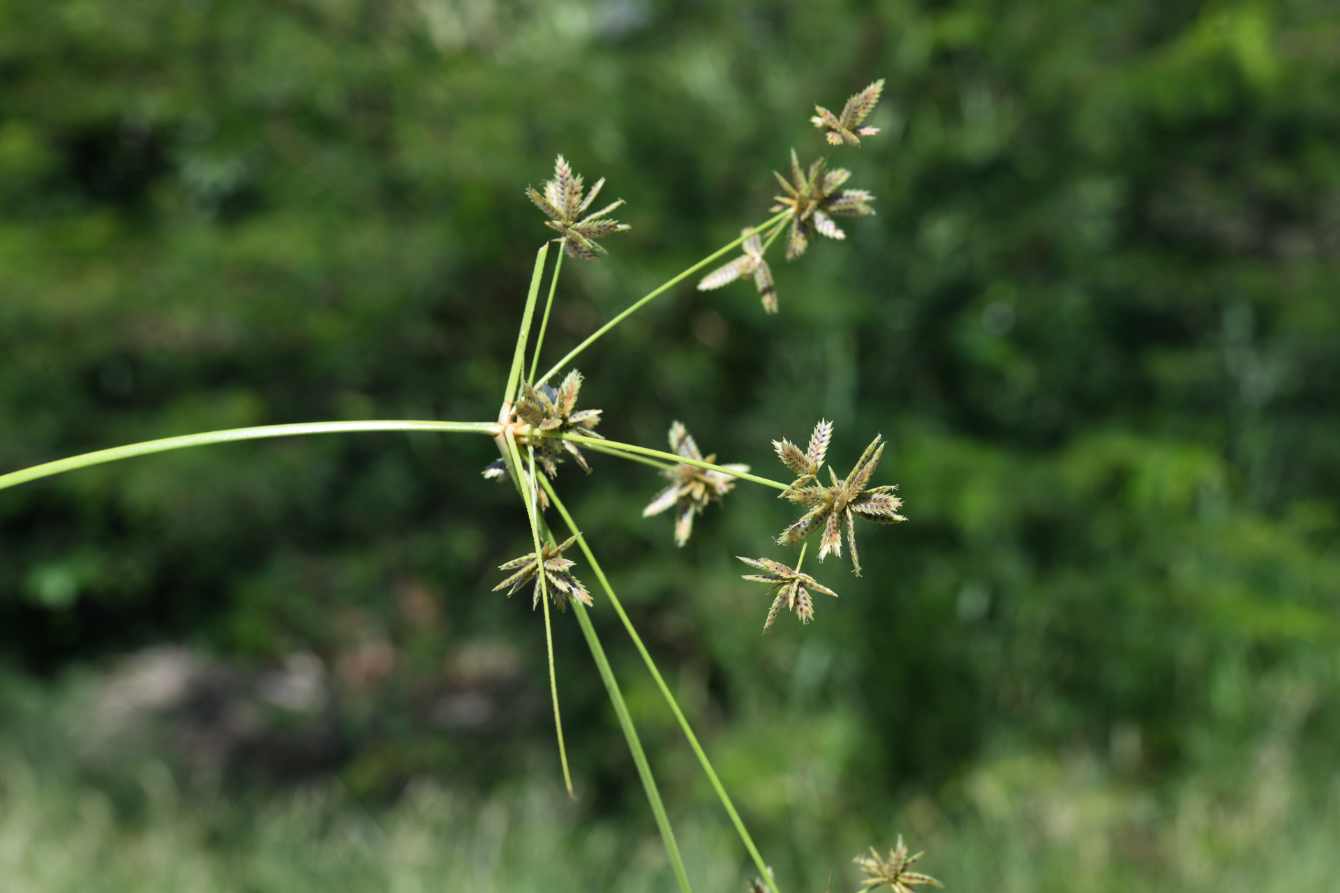 Cyperus elegans L. - Photo Bivouac Naturaliste