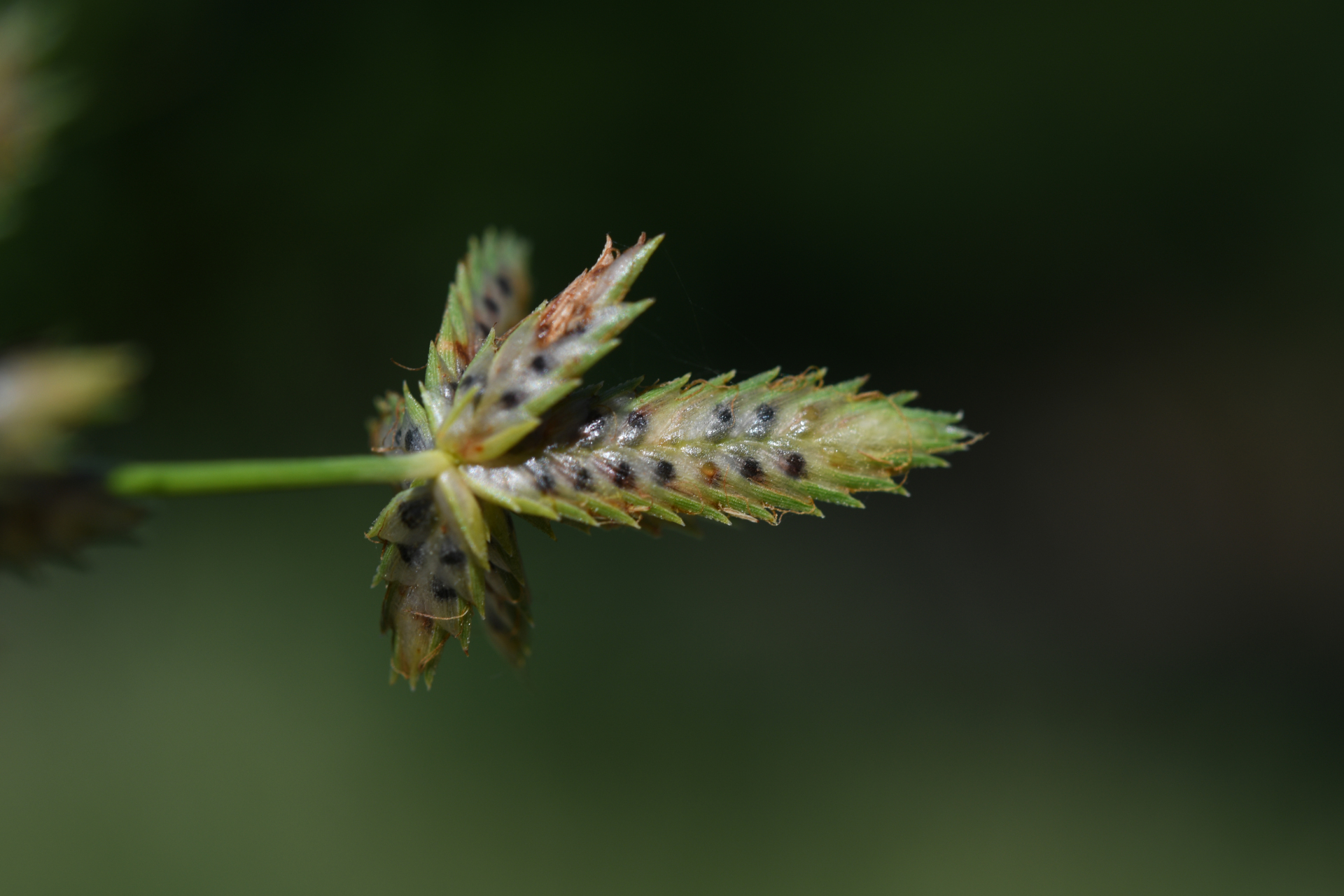 Cyperus elegans L. - Photo Bivouac Naturaliste