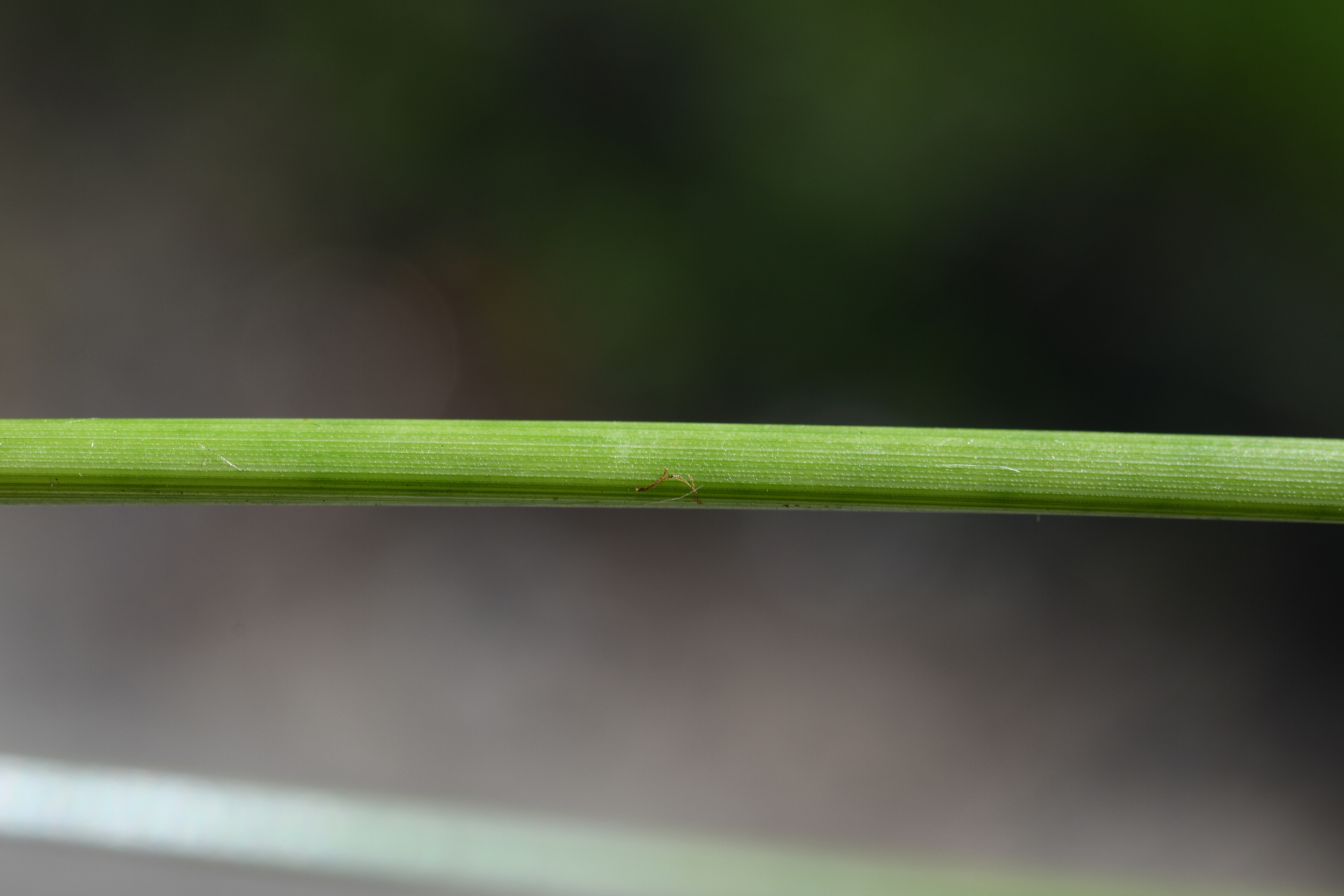 Cyperus elegans L. - Photo Bivouac Naturaliste