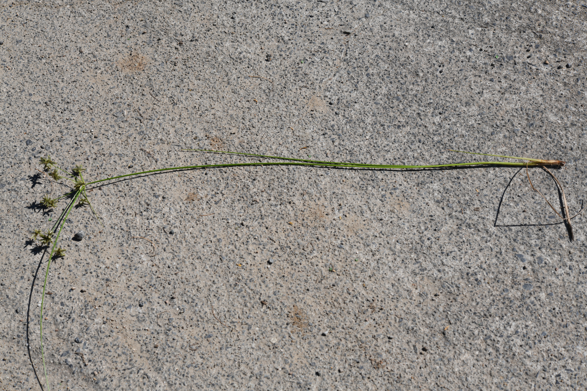 Cyperus elegans L. - Photo Bivouac Naturaliste