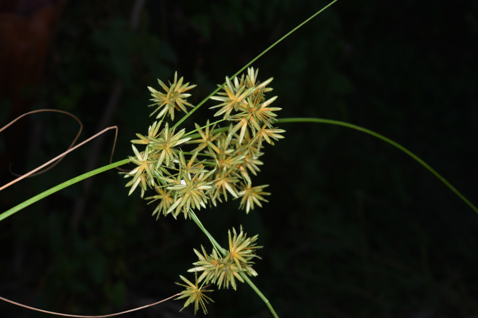 Cyperus elegans L. - Photo Bivouac Naturaliste