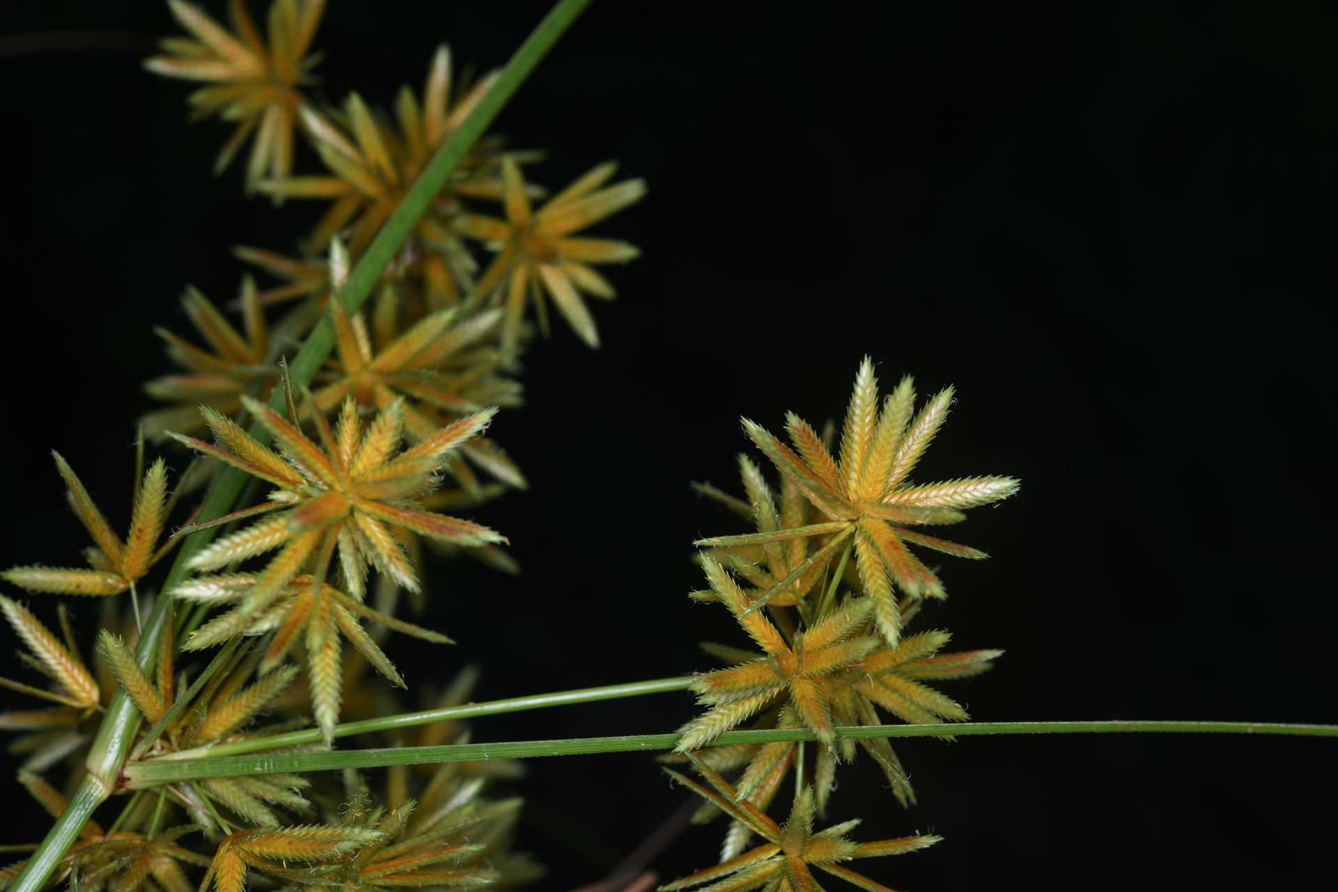 Cyperus elegans L. - Photo Bivouac Naturaliste