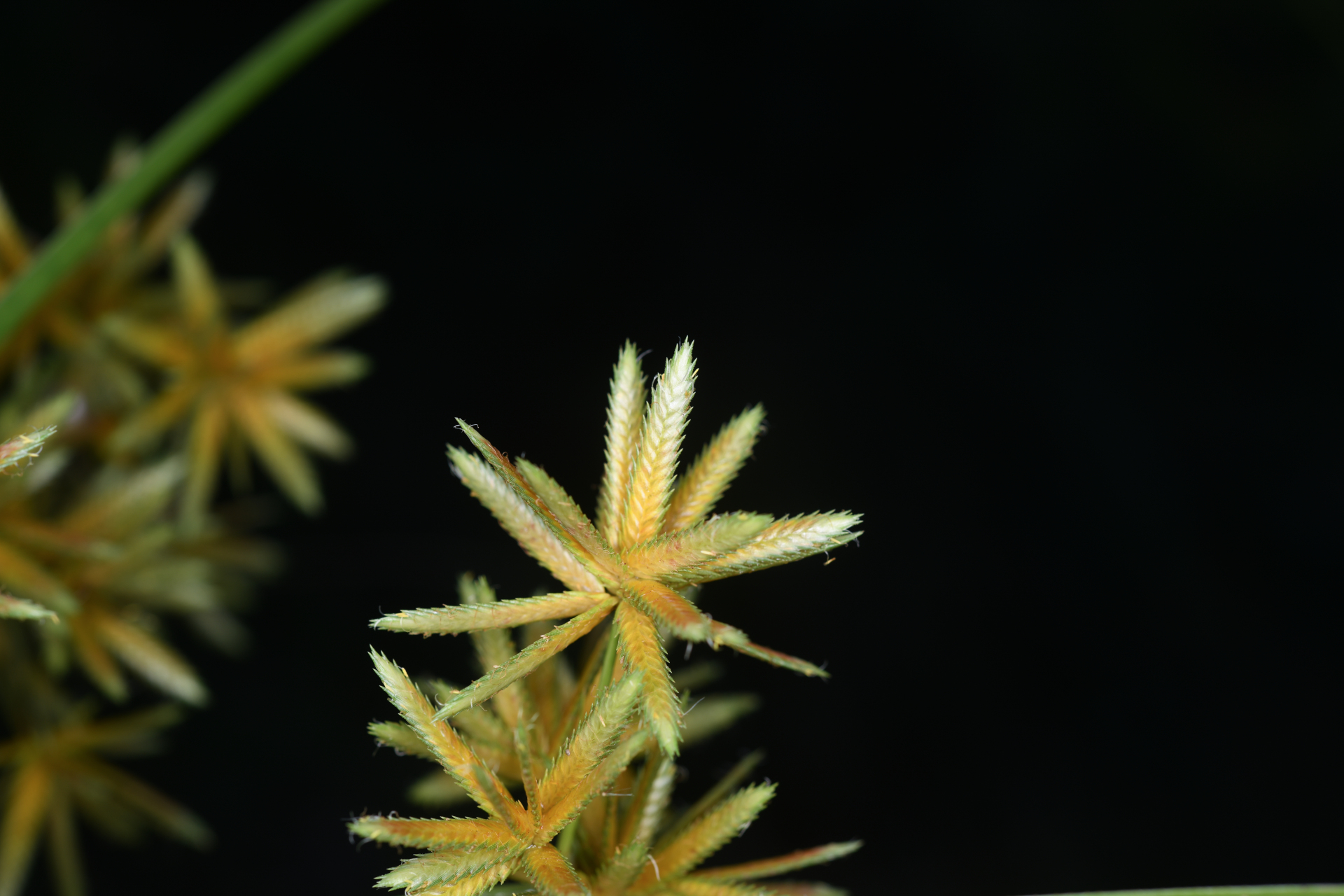 Cyperus elegans L. - Photo Bivouac Naturaliste