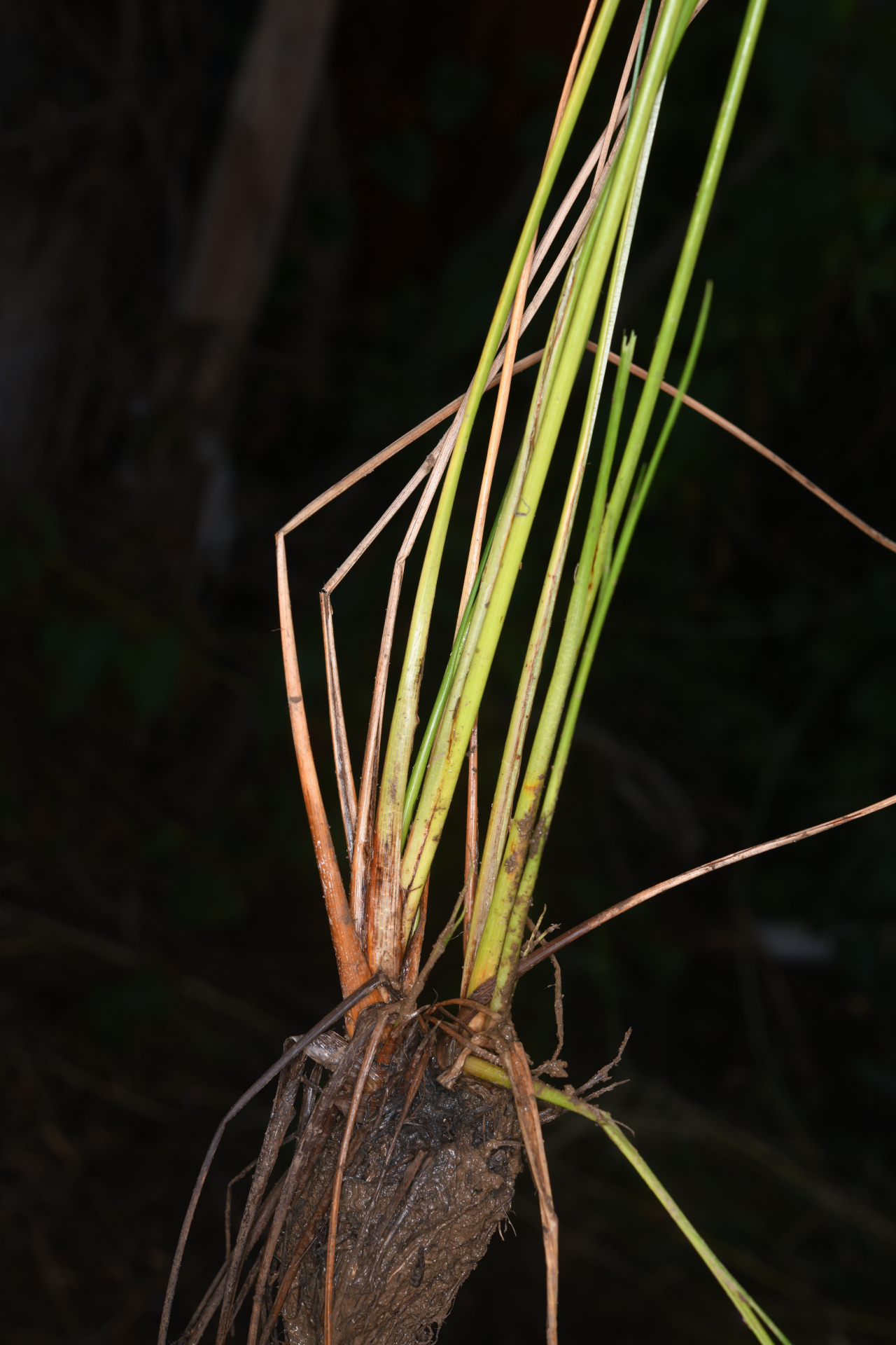 Cyperus elegans L. - Photo Bivouac Naturaliste