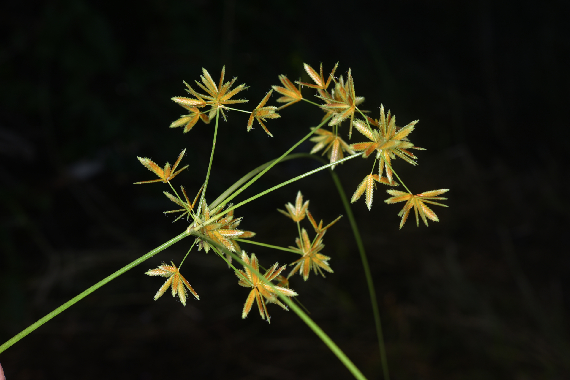 Cyperus elegans L. - Photo Bivouac Naturaliste