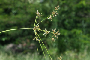 Cyperus elegans L.