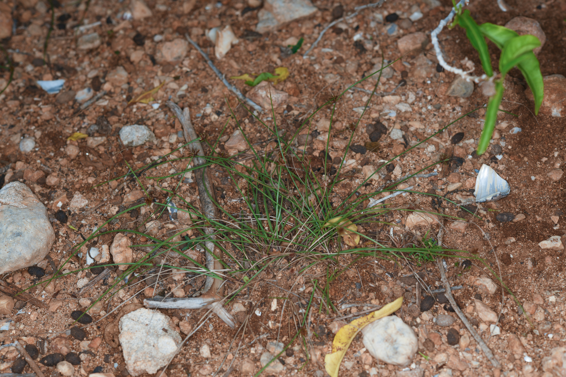 Cyperus nanus Willd. - Photo Bivouac Naturaliste
