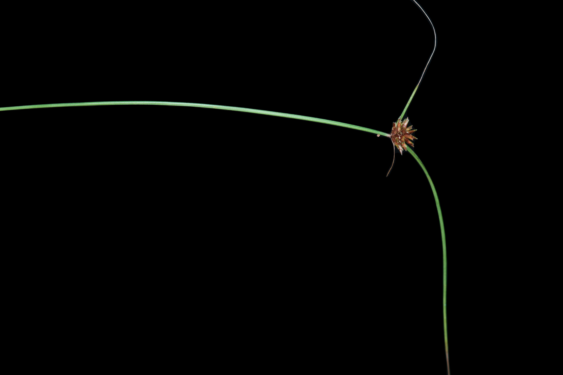 Cyperus nanus Willd. - Photo Bivouac Naturaliste