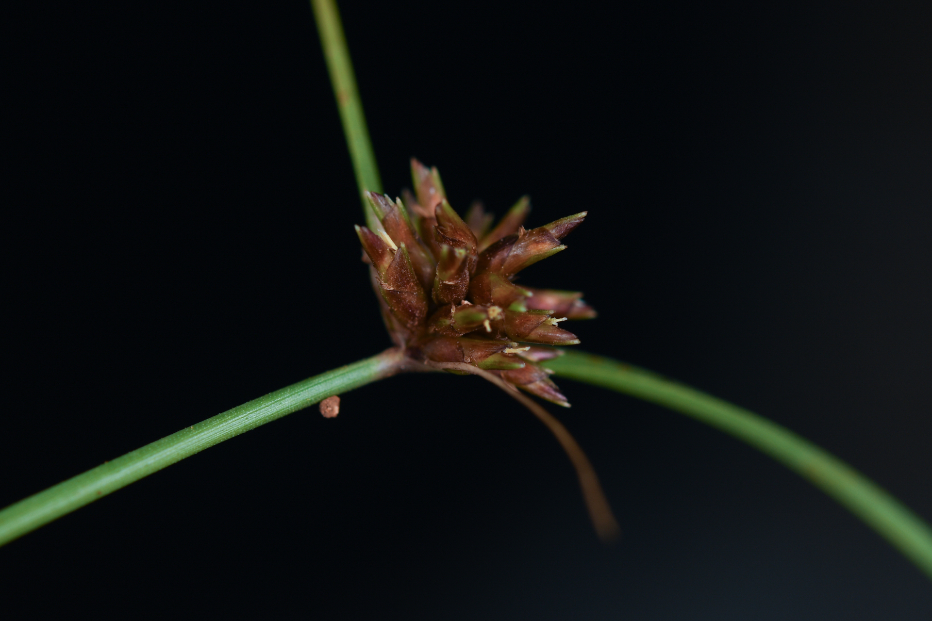 Cyperus nanus Willd. - Photo Bivouac Naturaliste